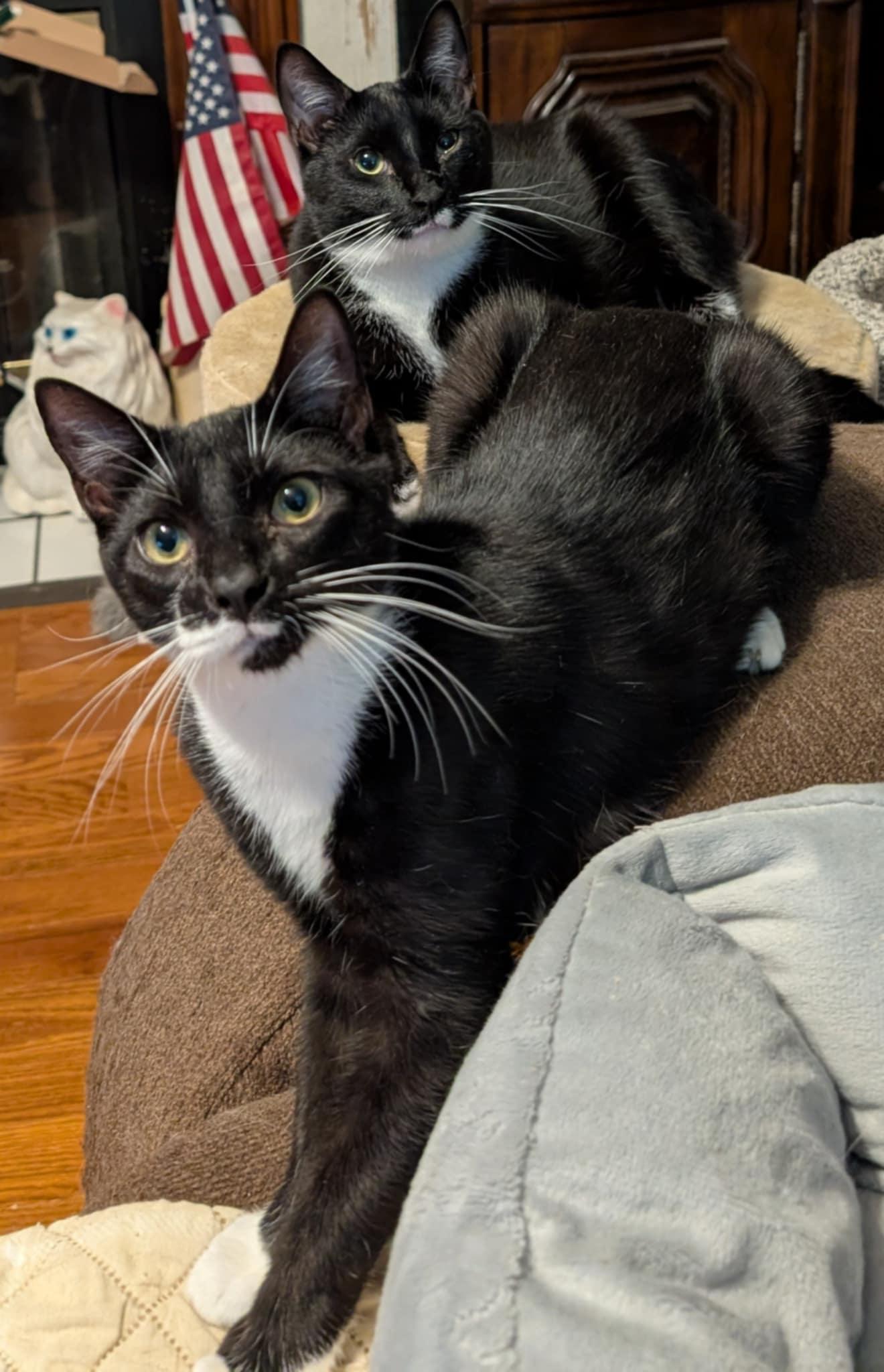 Enlarge Jack, a Adoptable Tuxedo in Granite Falls, NC image 4/6