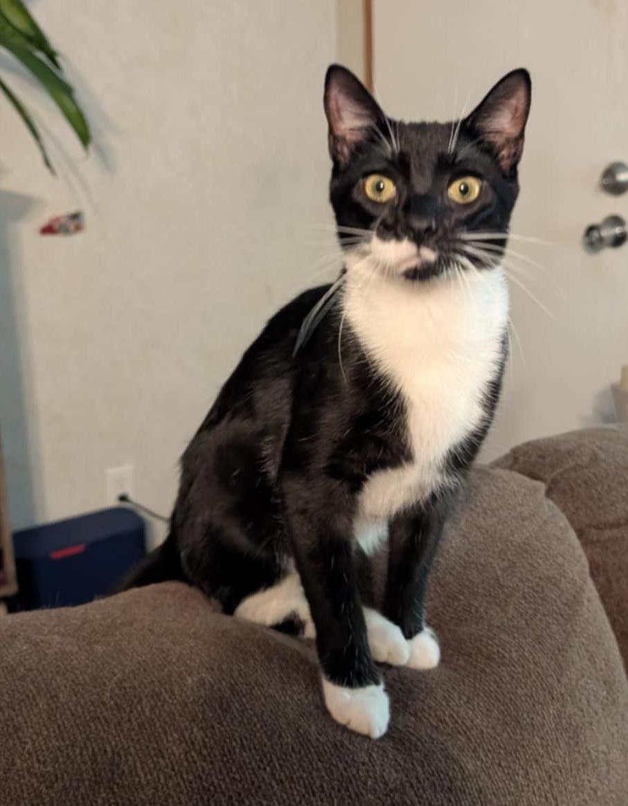 Enlarge Jack, a Adoptable Tuxedo in Granite Falls, NC image 5/6