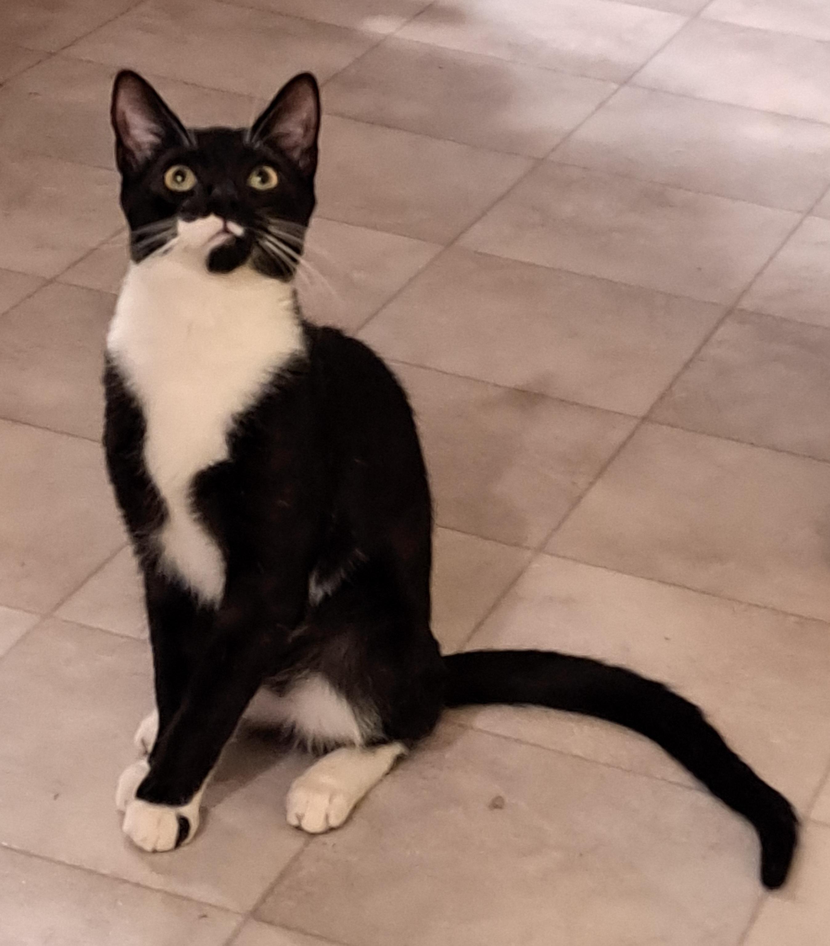 Enlarge Jack, a Adoptable Tuxedo in Granite Falls, NC image 6/6