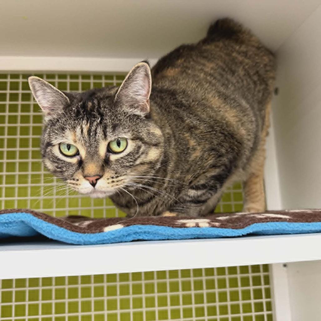 Sooki, Adoptable, Adult Female Domestic Short Hair.