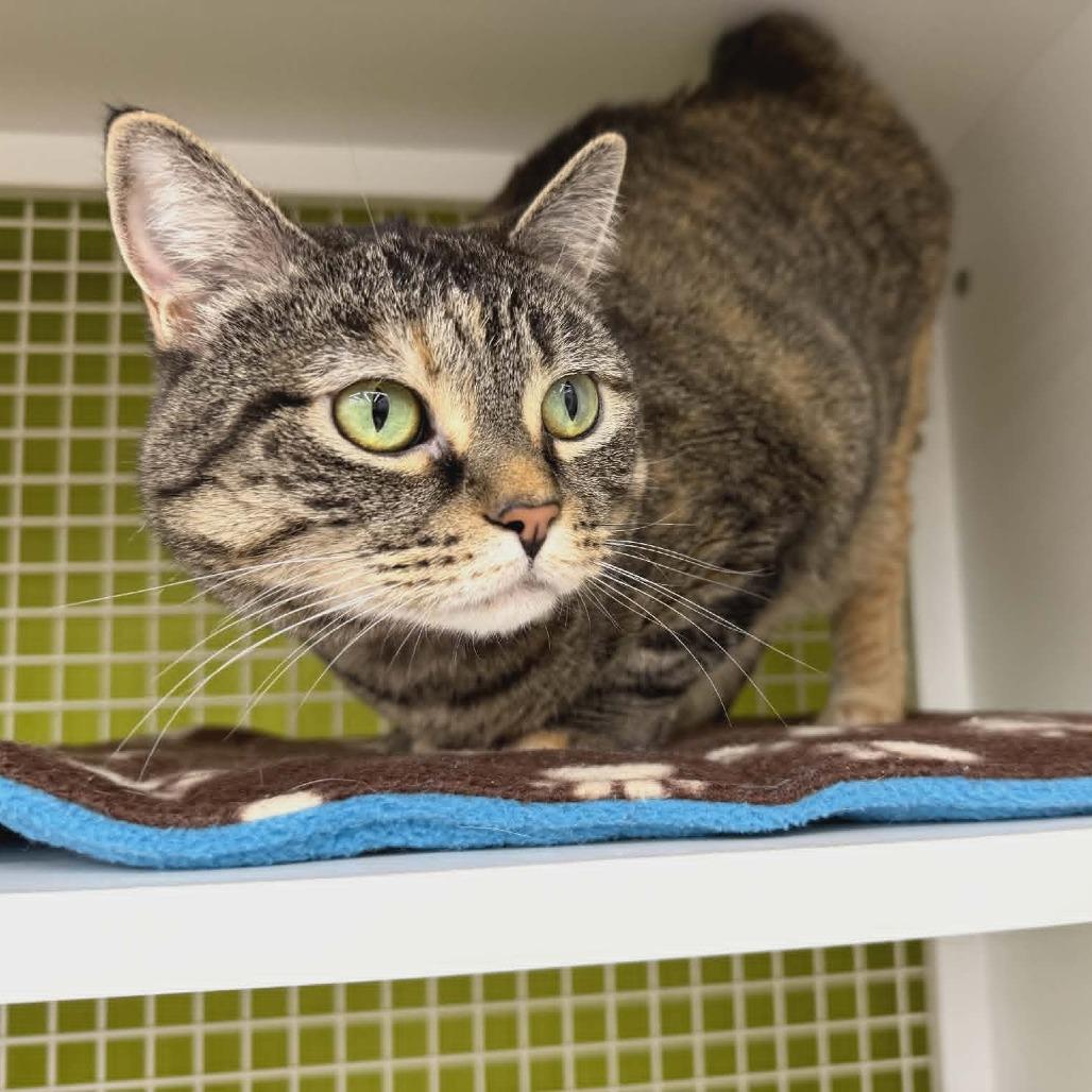 Enlarge Sooki, a Adoptable Domestic Short Hair in Meridian, ID image 2/2