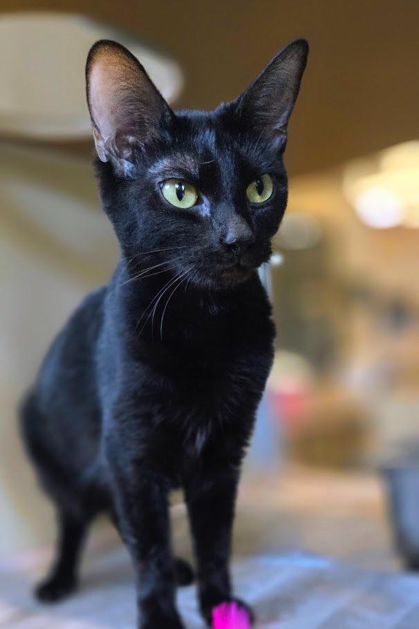 Eyebrows, Adoptable, Young Female Domestic Short Hair.