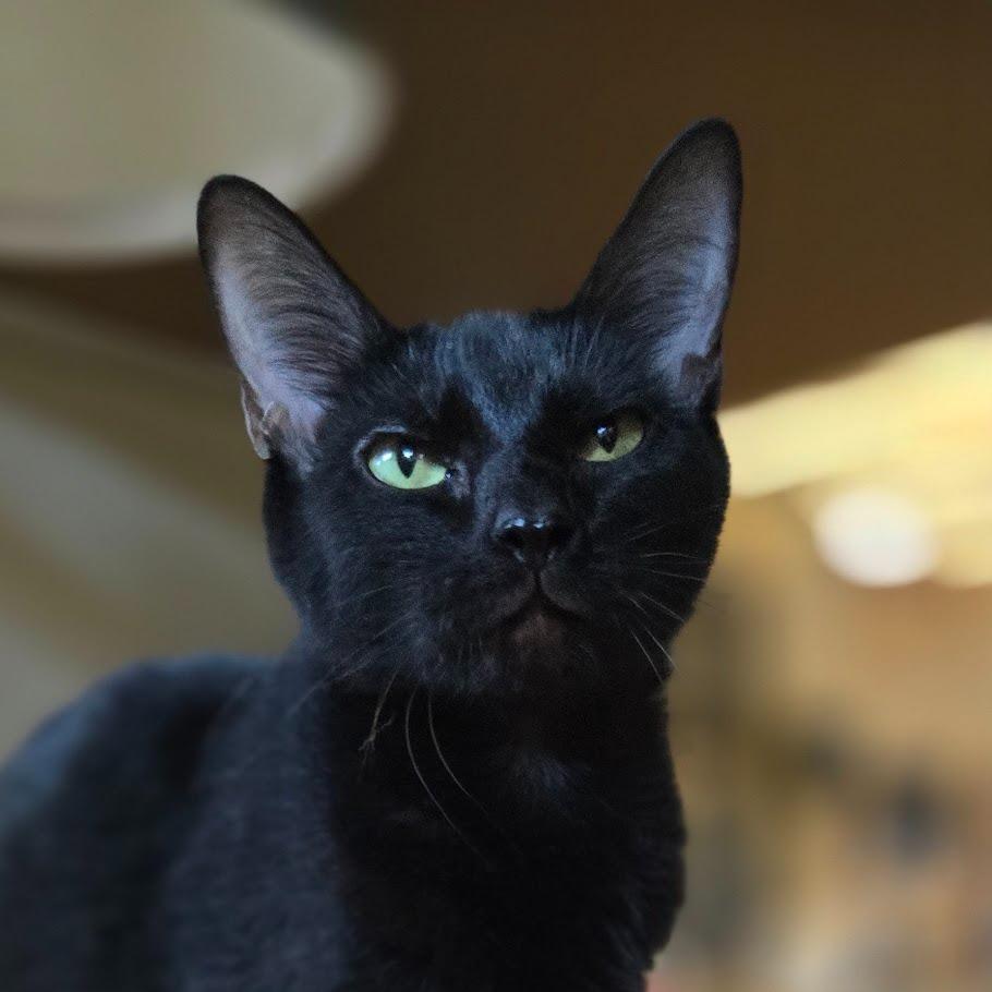 Enlarge Eyebrows, a Adoptable Domestic Short Hair in Douglasville, GA image 2/3