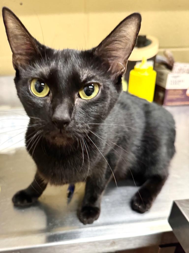 Enlarge Eyebrows, a Adoptable Domestic Short Hair in Douglasville, GA image 3/3