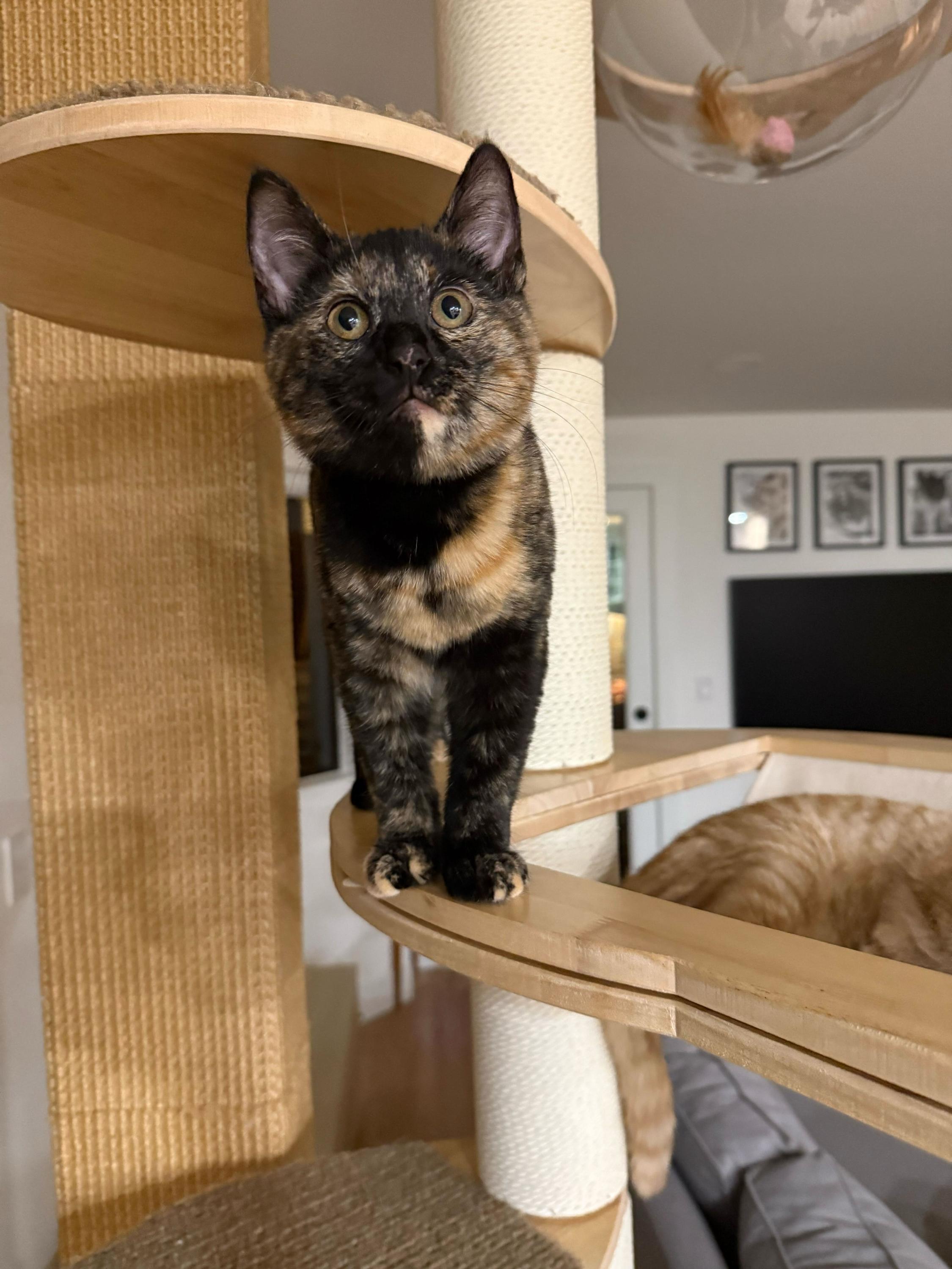 Rory And Geillis thumbnail 2