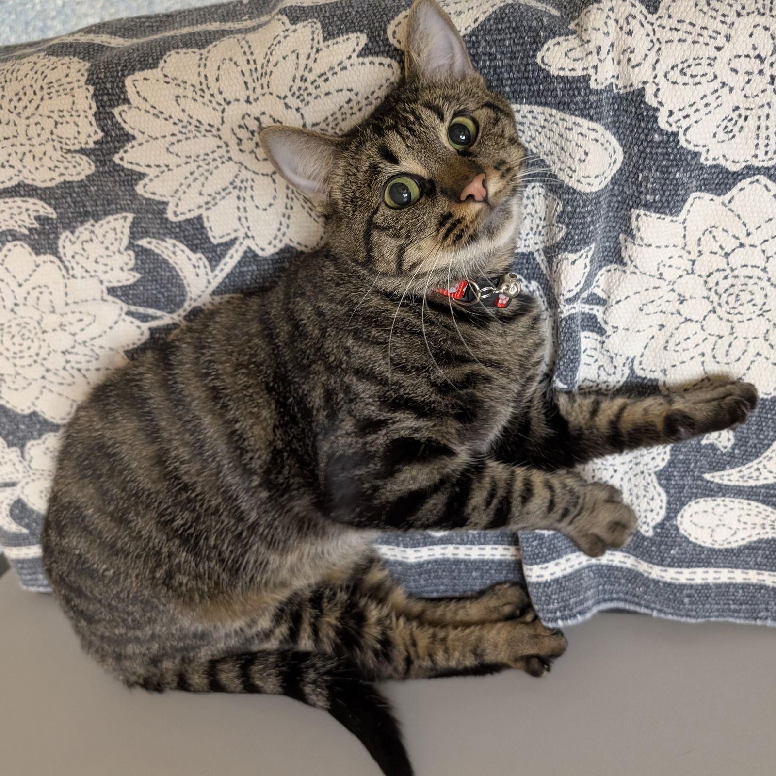 Enlarge Tiger, a Adoptable Domestic Short Hair in Rowlett, TX image 1/3