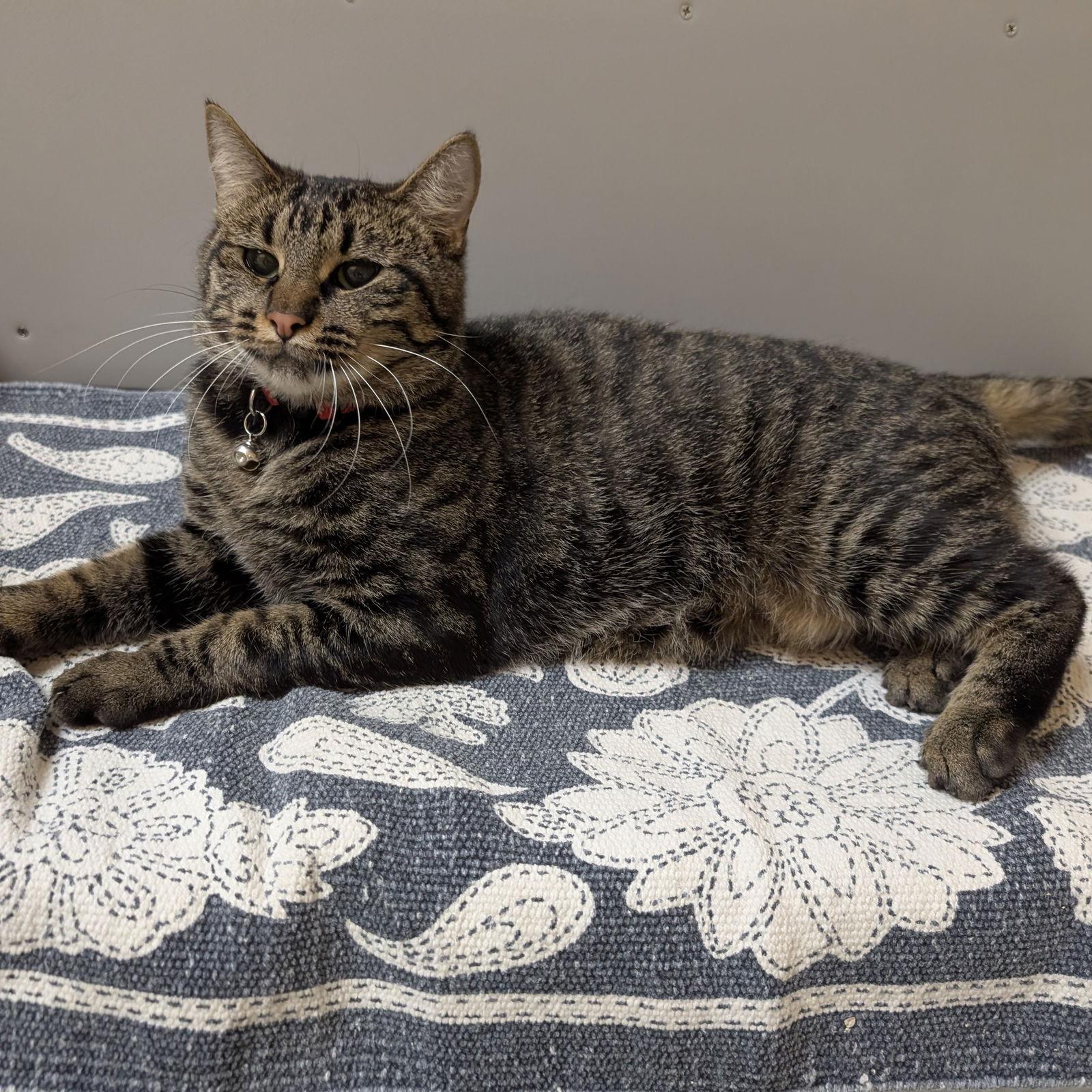 Enlarge Tiger, a Adoptable Domestic Short Hair in Rowlett, TX image 3/3