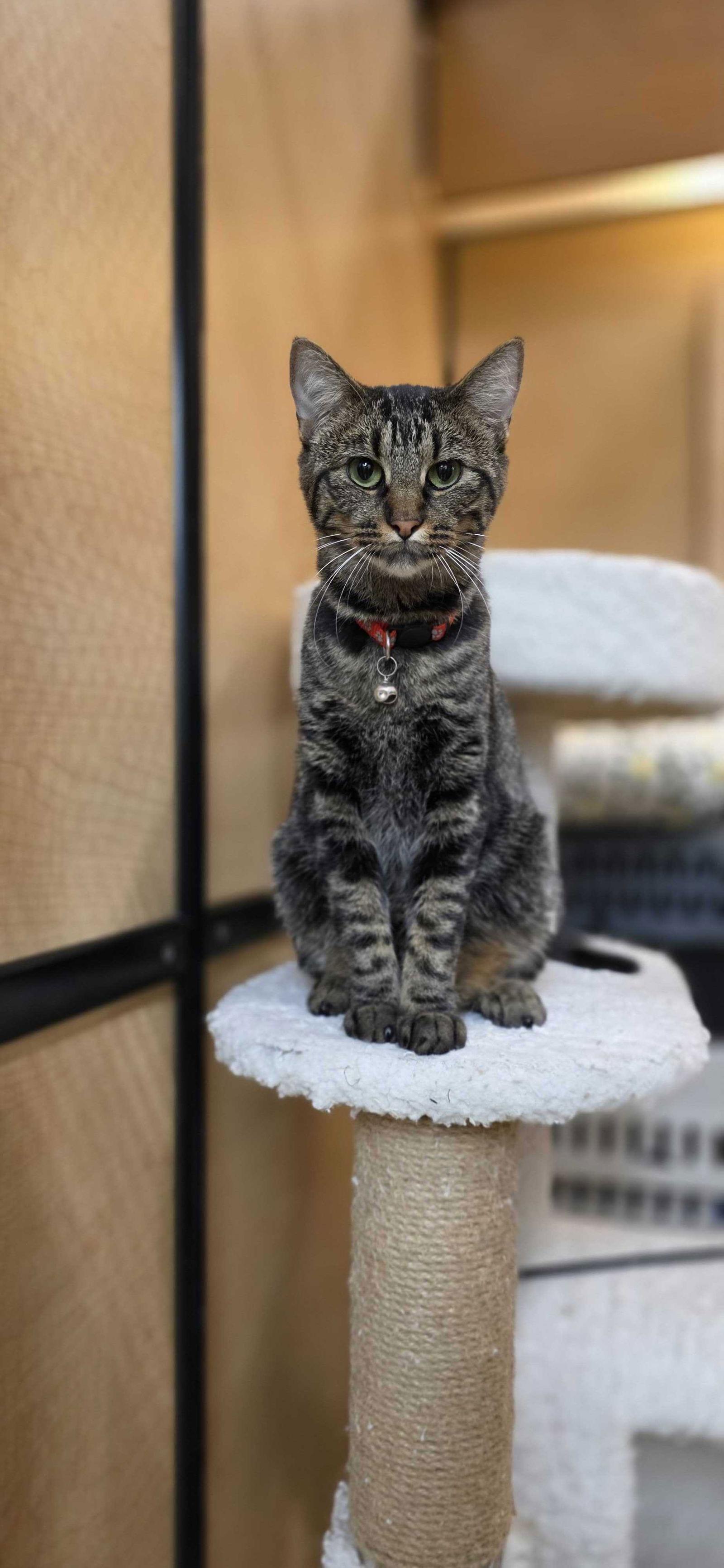 Enlarge Tiger, a Adoptable Domestic Short Hair in Rowlett, TX image 3/3