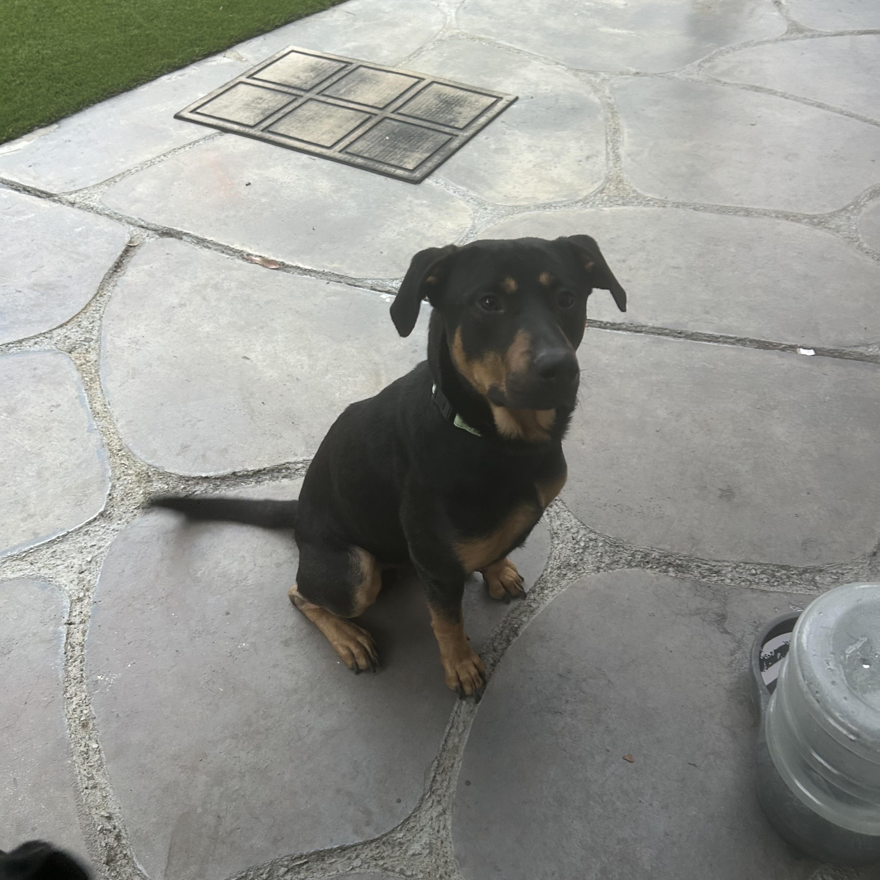 Radley, a ADOPTABLE mixed breed in Carlsbad, CA image 3/5
