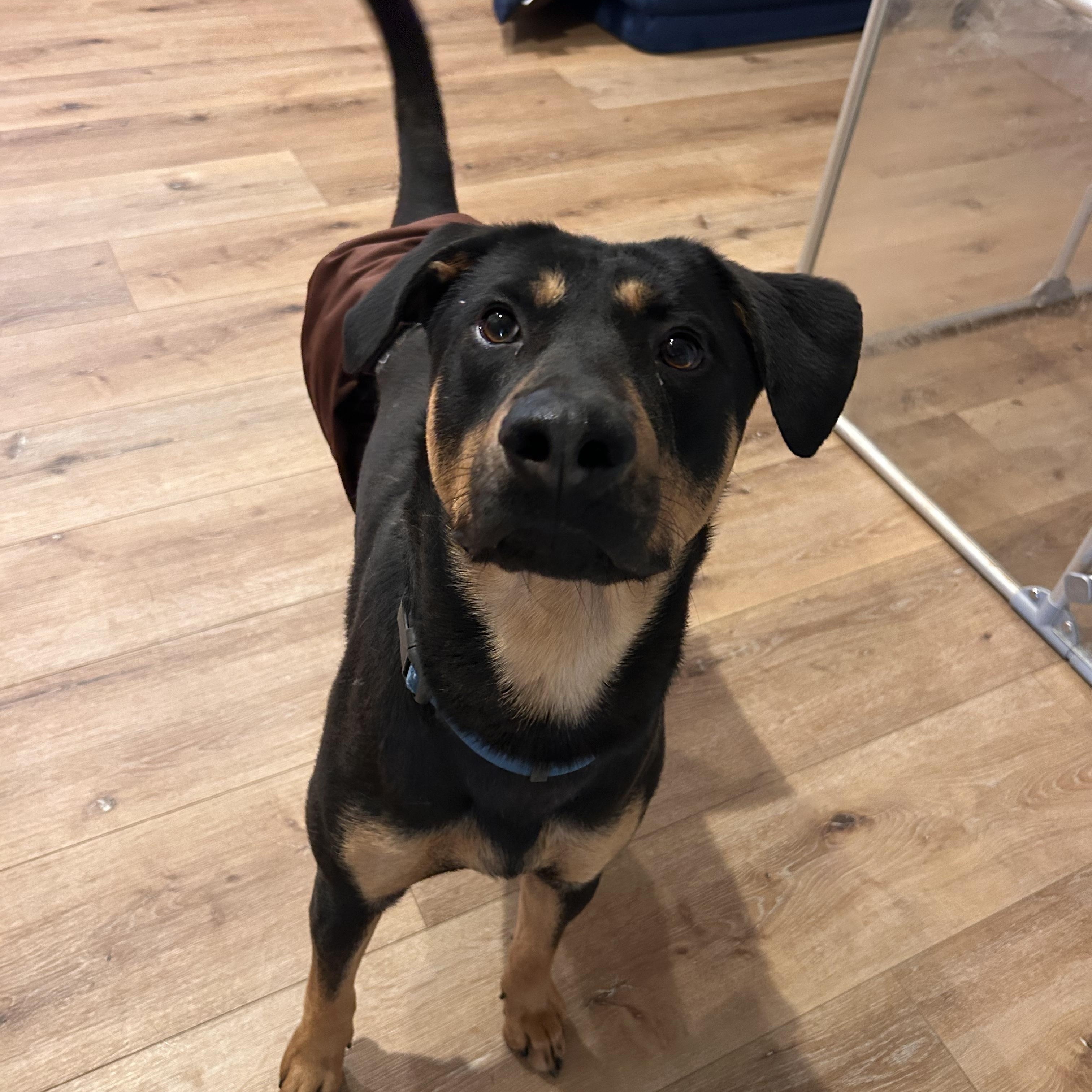 Radley, a ADOPTABLE mixed breed in Riverside, CA image 4/5