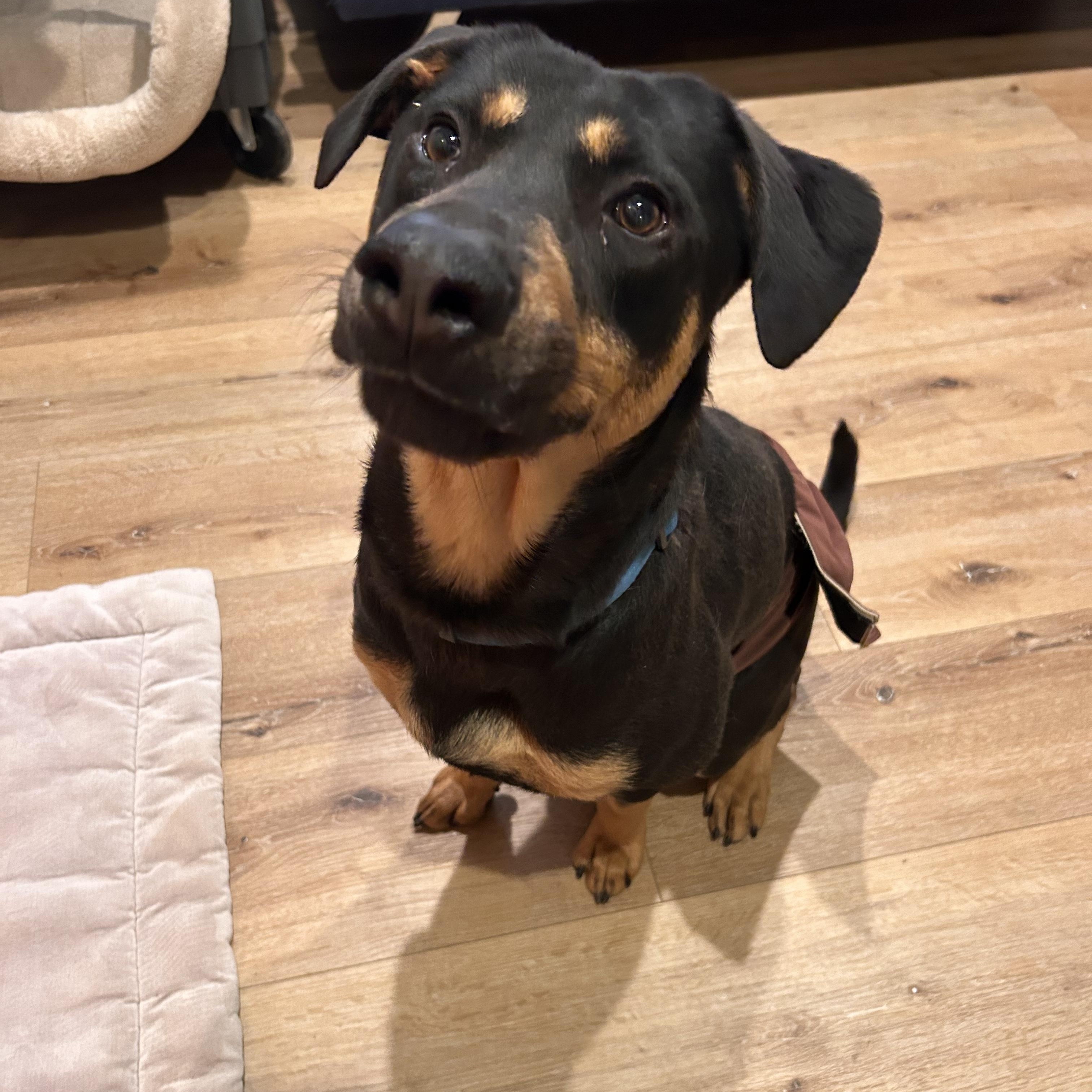 Radley, ADOPTABLE, Young Male Doberman Pinscher & Rottweiler.