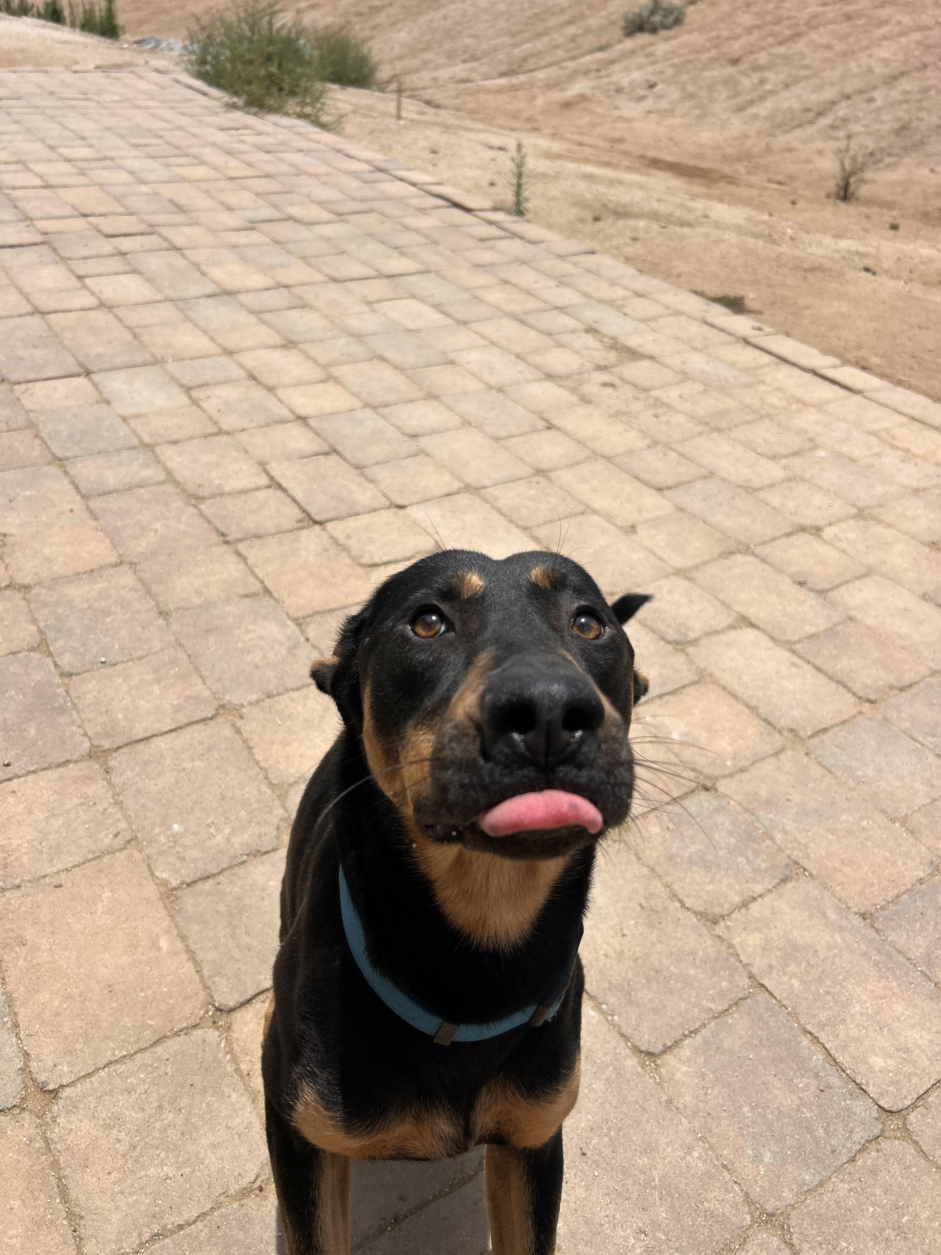 Radley, a ADOPTABLE mixed breed in Los Angeles, CA image 2/4
