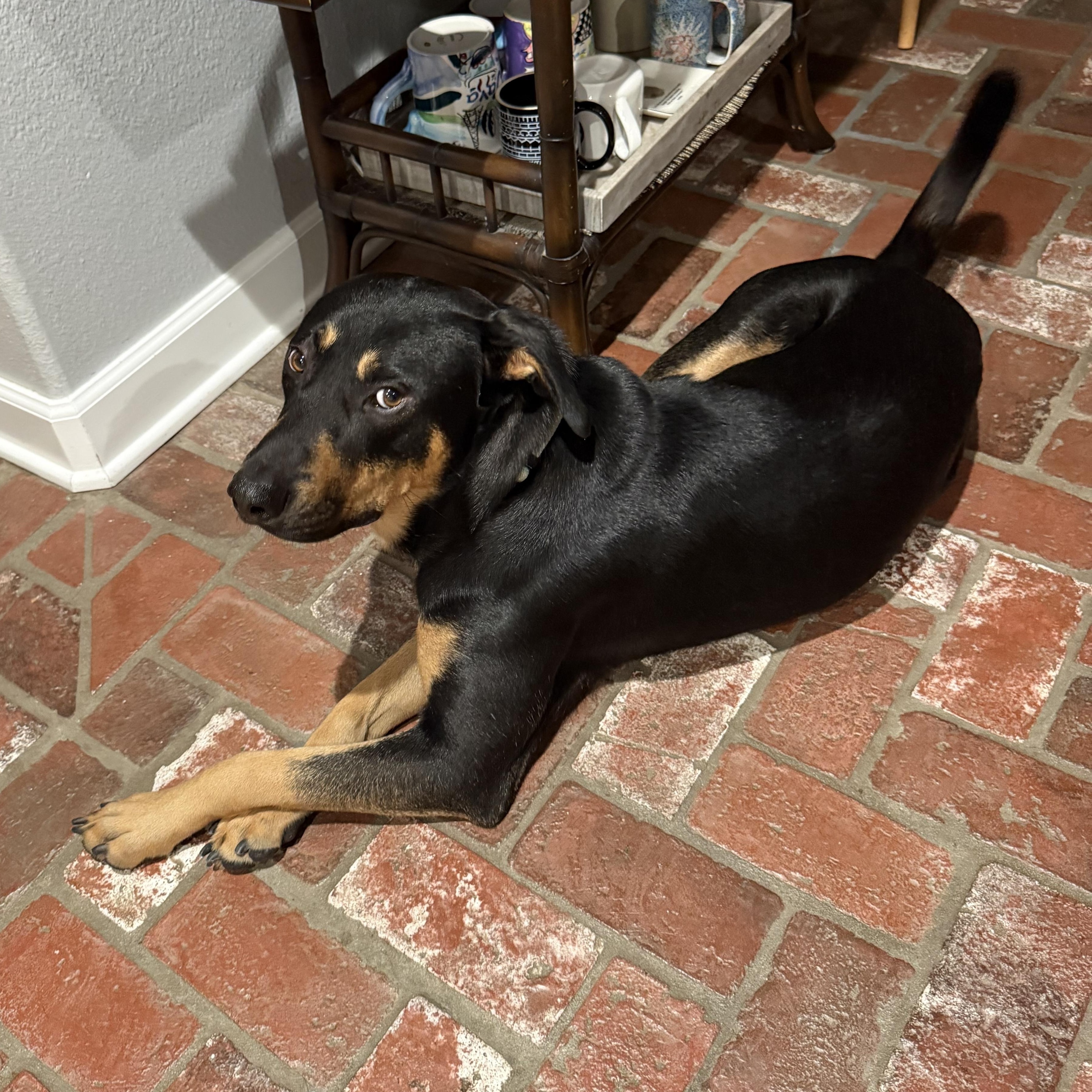 Radley, a ADOPTABLE mixed breed in Carlsbad, CA image 1/5