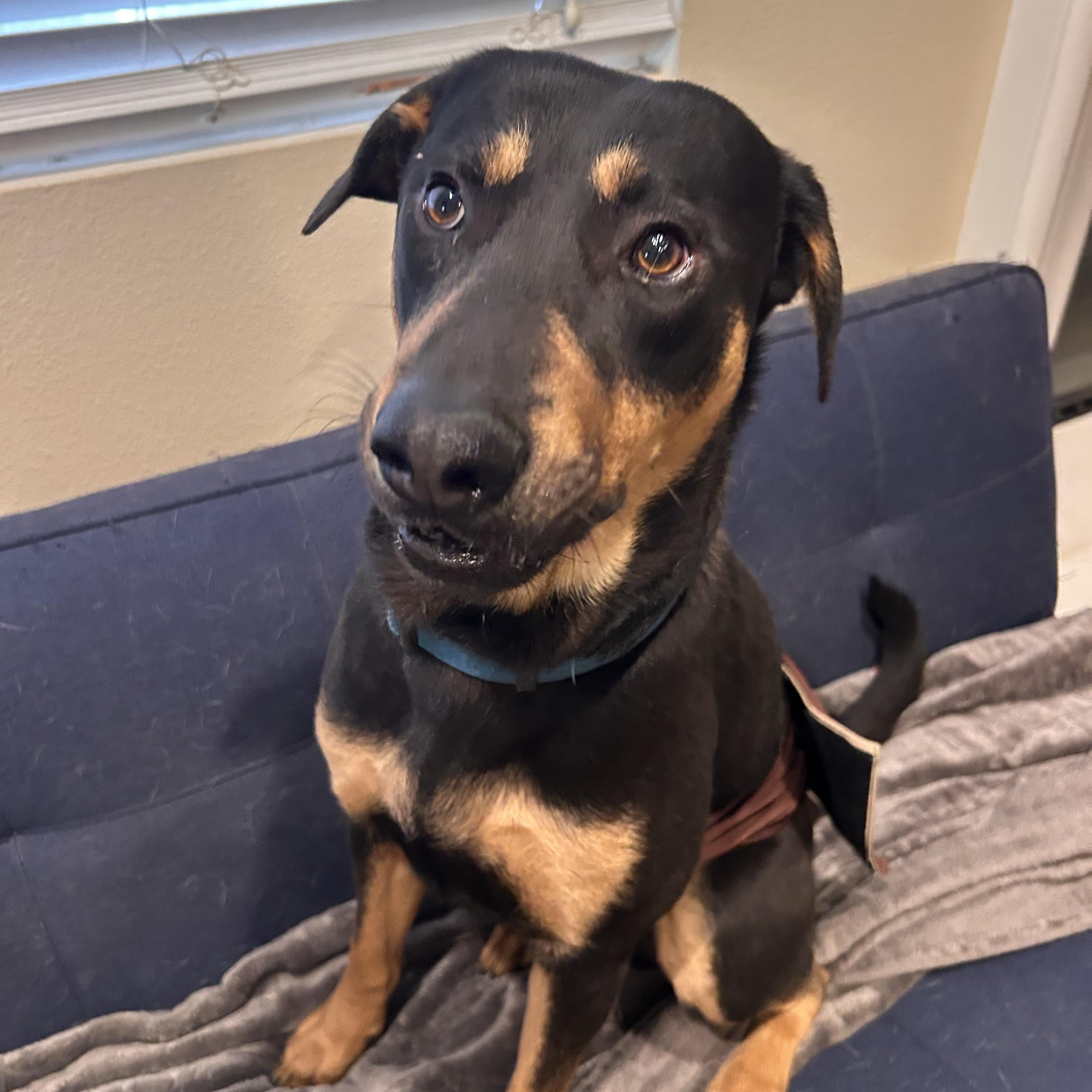 Radley, ADOPTABLE, Adult Male Rottweiler.