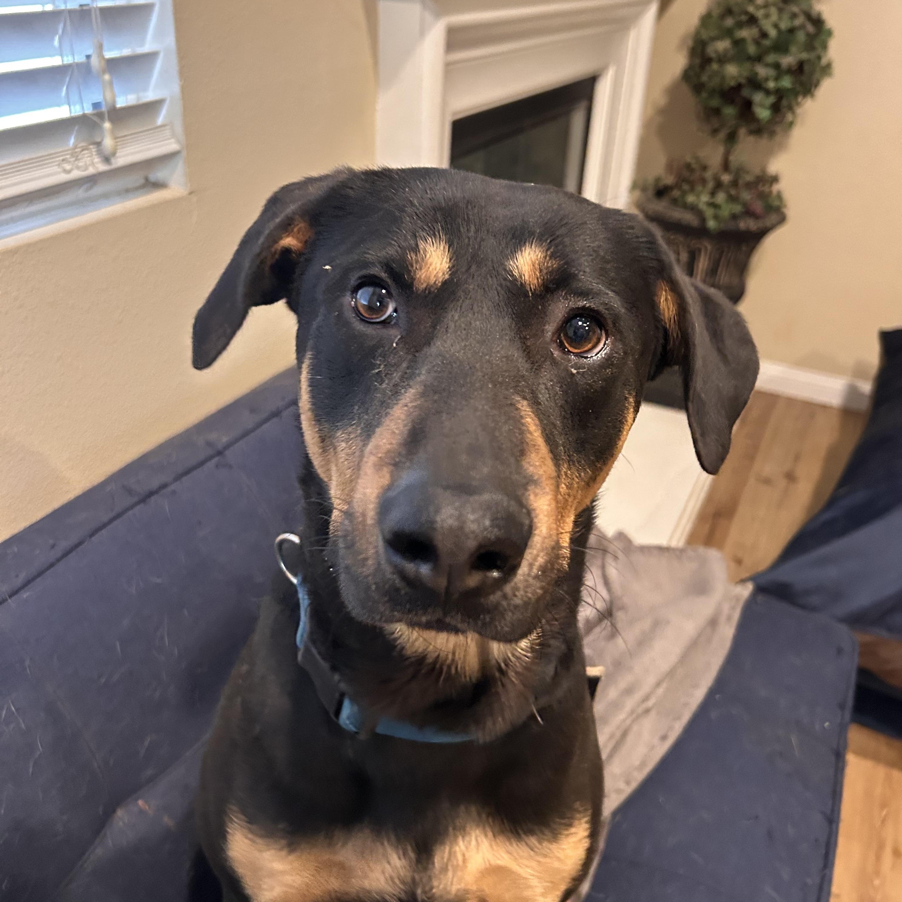 Radley, a ADOPTABLE mixed breed in Riverside, CA image 3/5