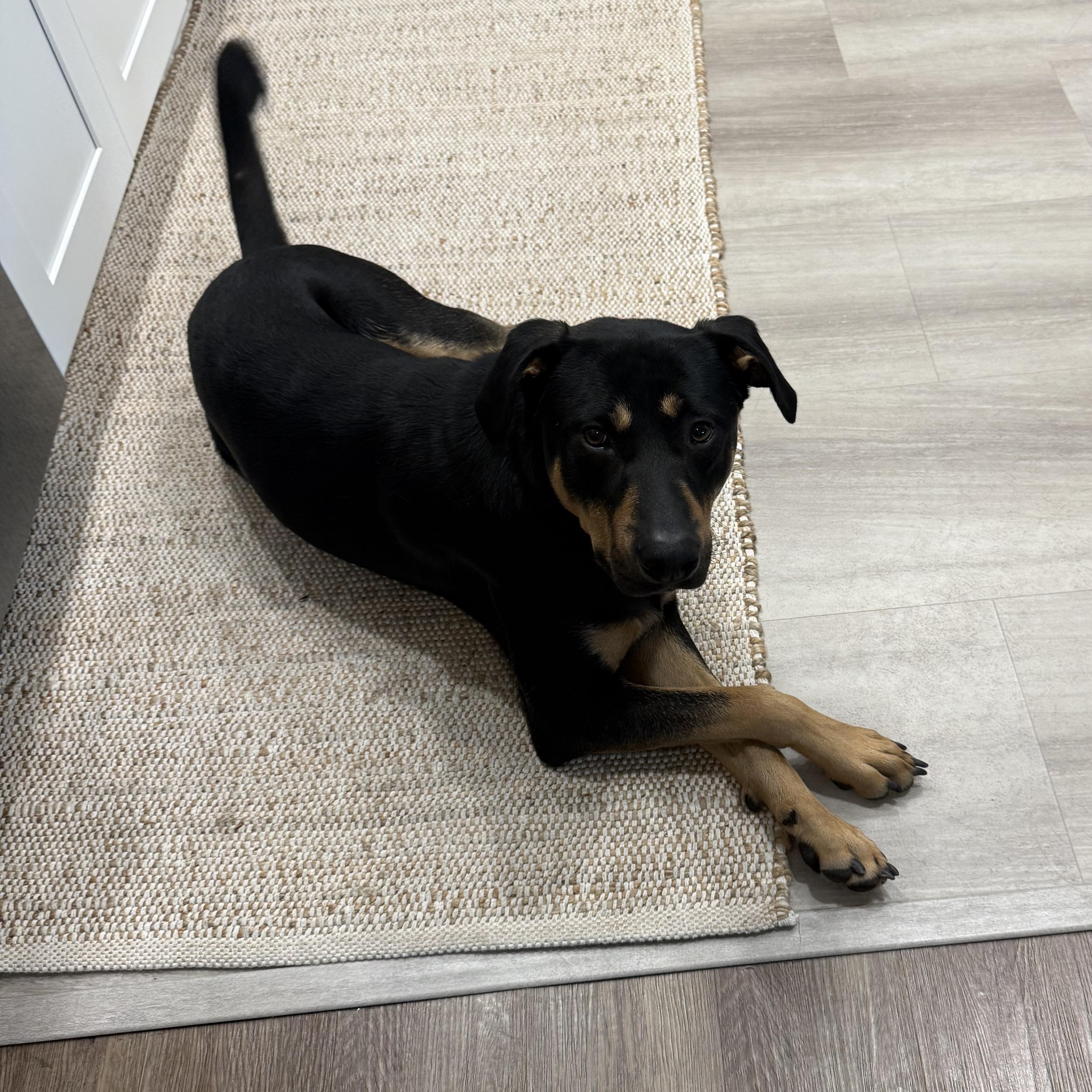 Radley, a ADOPTABLE mixed breed in Carlsbad, CA image 5/5
