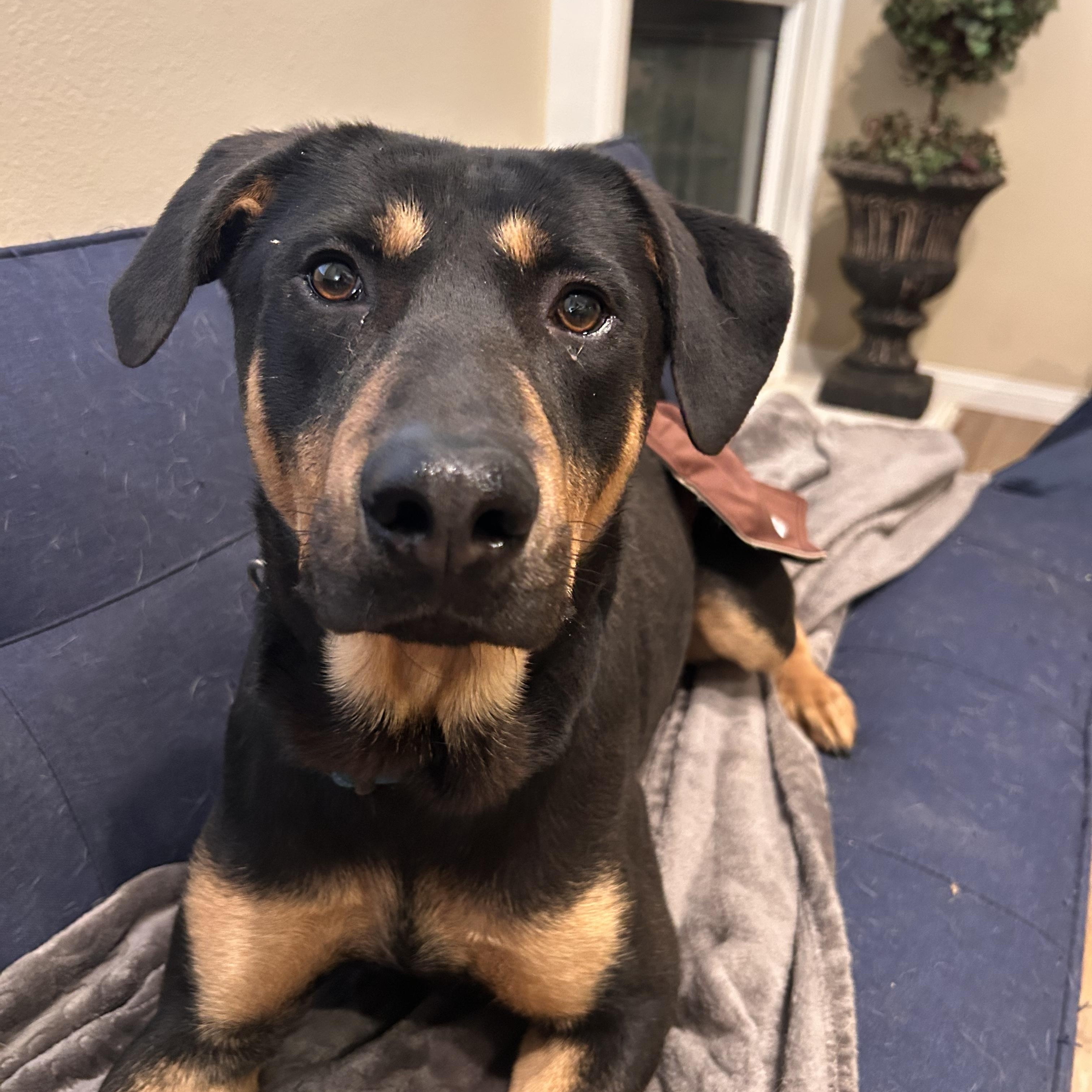 Radley, ADOPTABLE, Adult Male Doberman Pinscher & Hound.