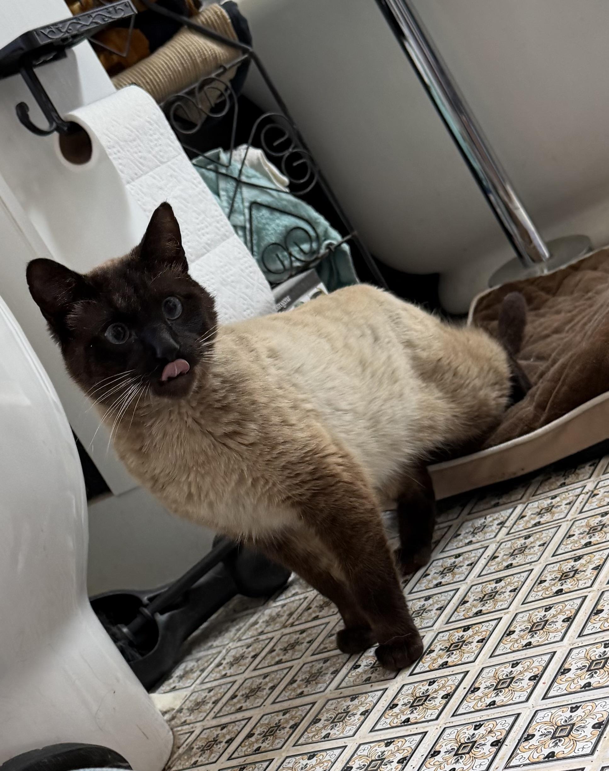 LANCELOT, ADOPTABLE, Young Male Siamese.