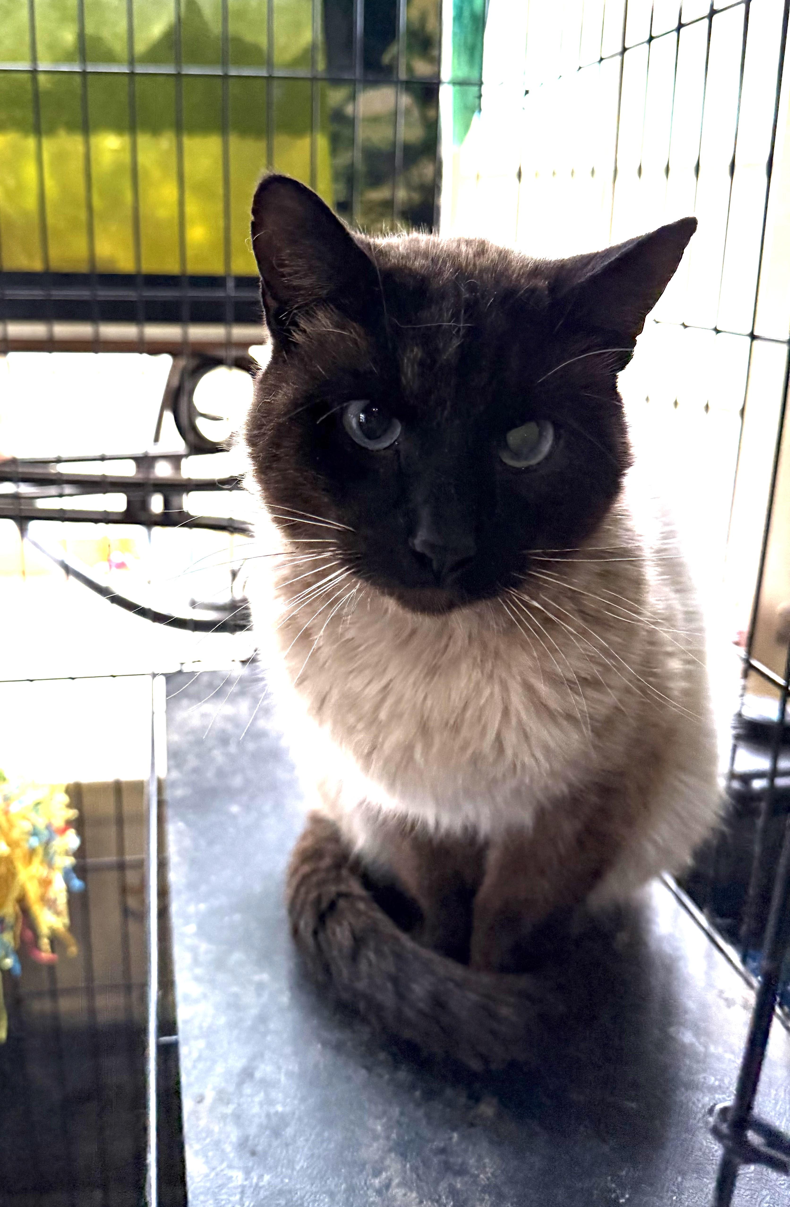 LANCELOT, a ADOPTABLE Siamese in Churchville, PA image 3/5