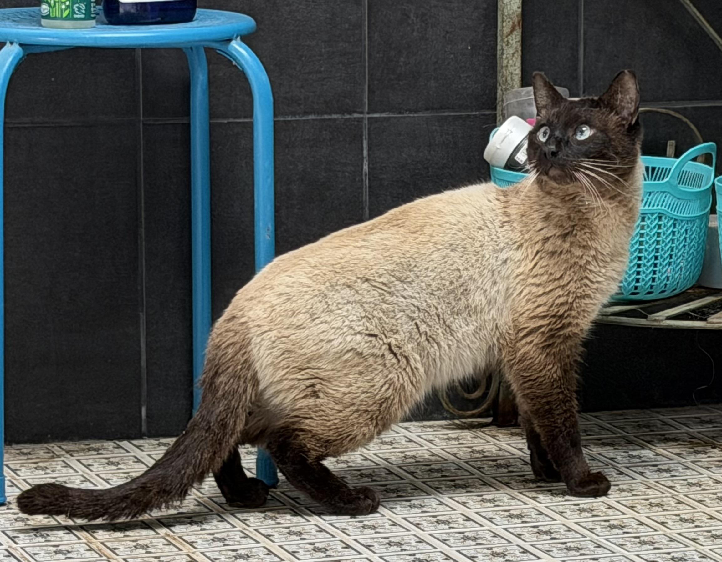 LANCELOT, a ADOPTABLE Siamese in Churchville, PA image 2/5