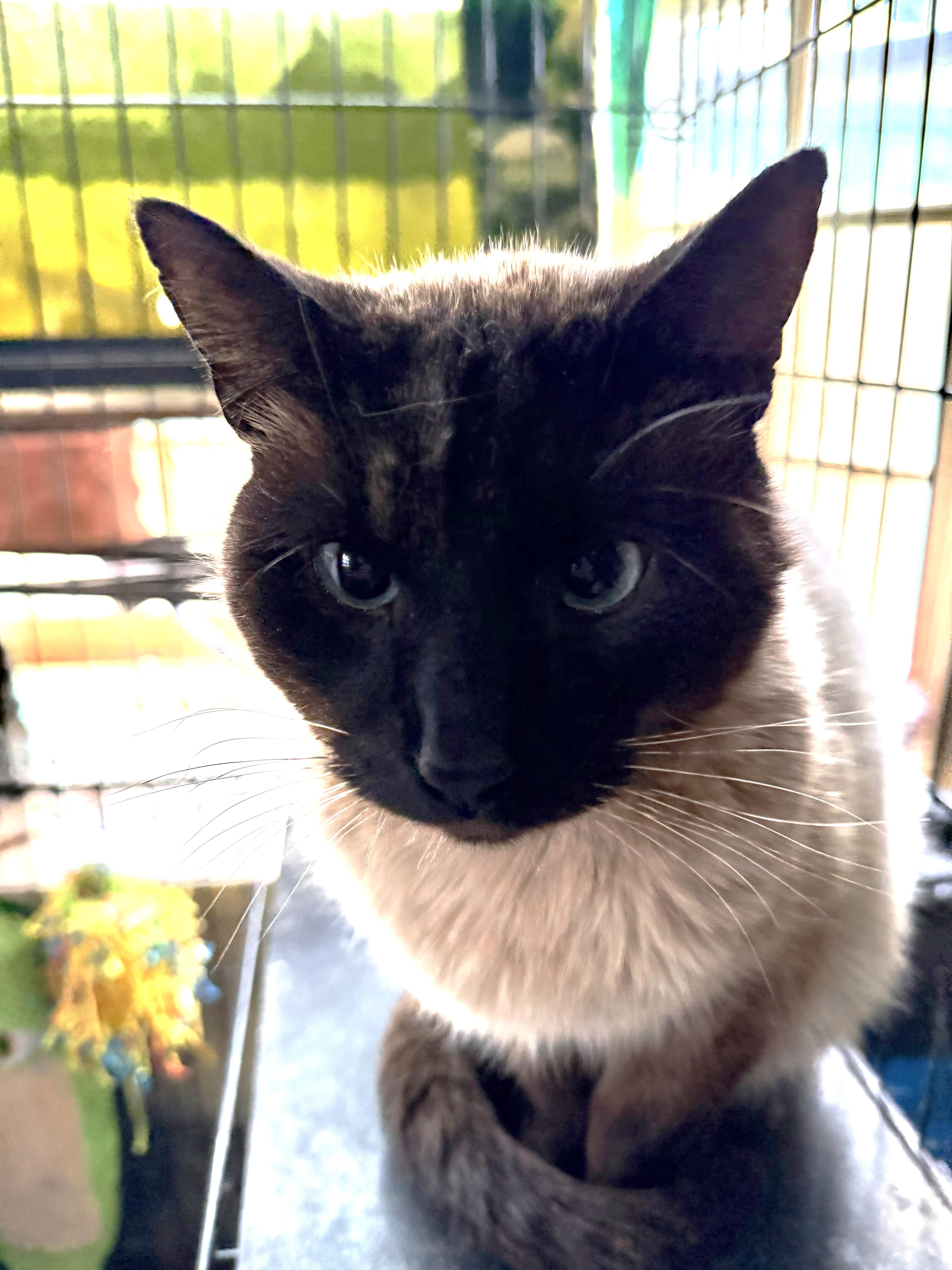 LANCELOT, a ADOPTABLE Siamese in Churchville, PA image 4/5