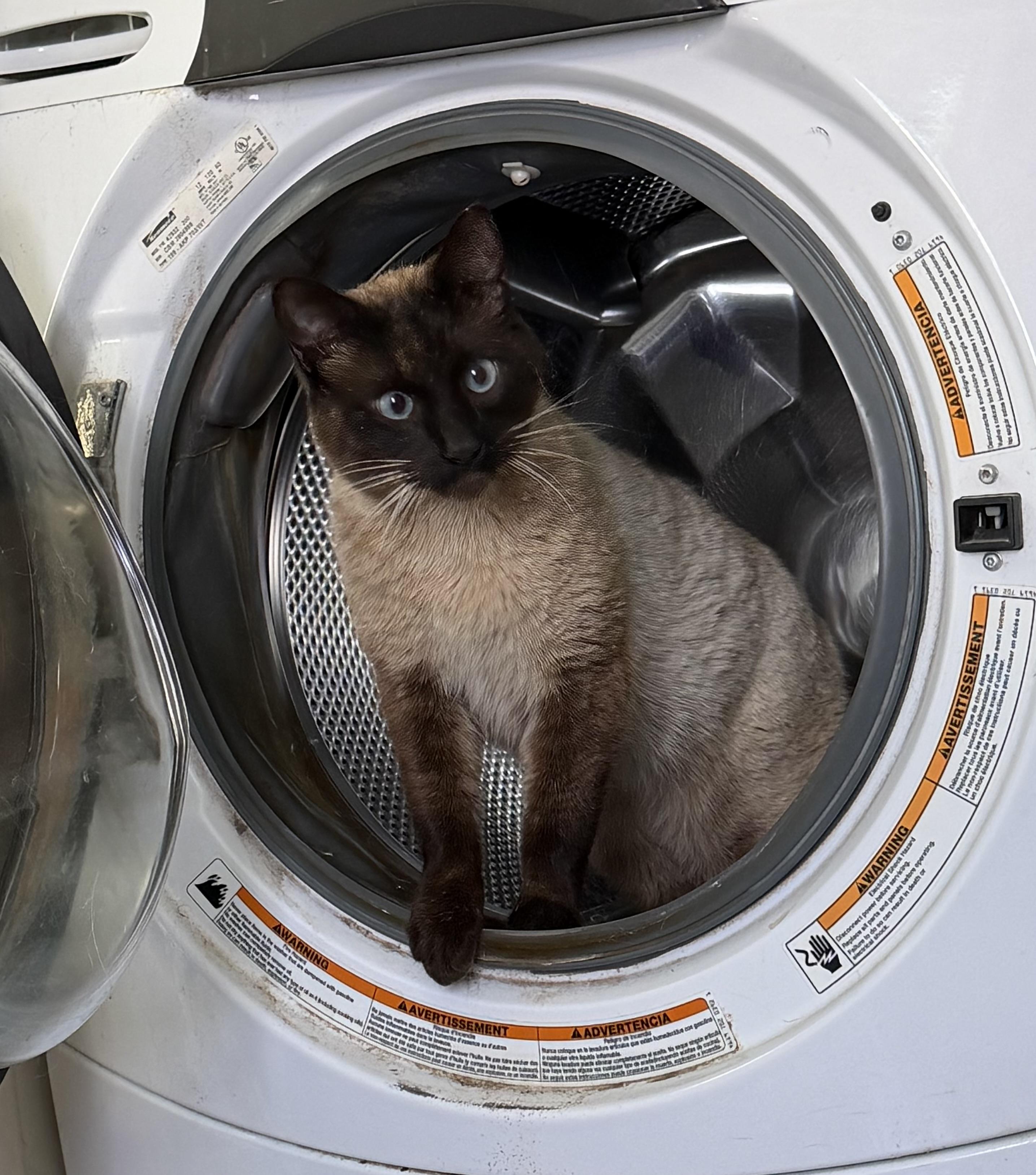 LANCELOT, a ADOPTABLE Siamese in Churchville, PA image 5/5