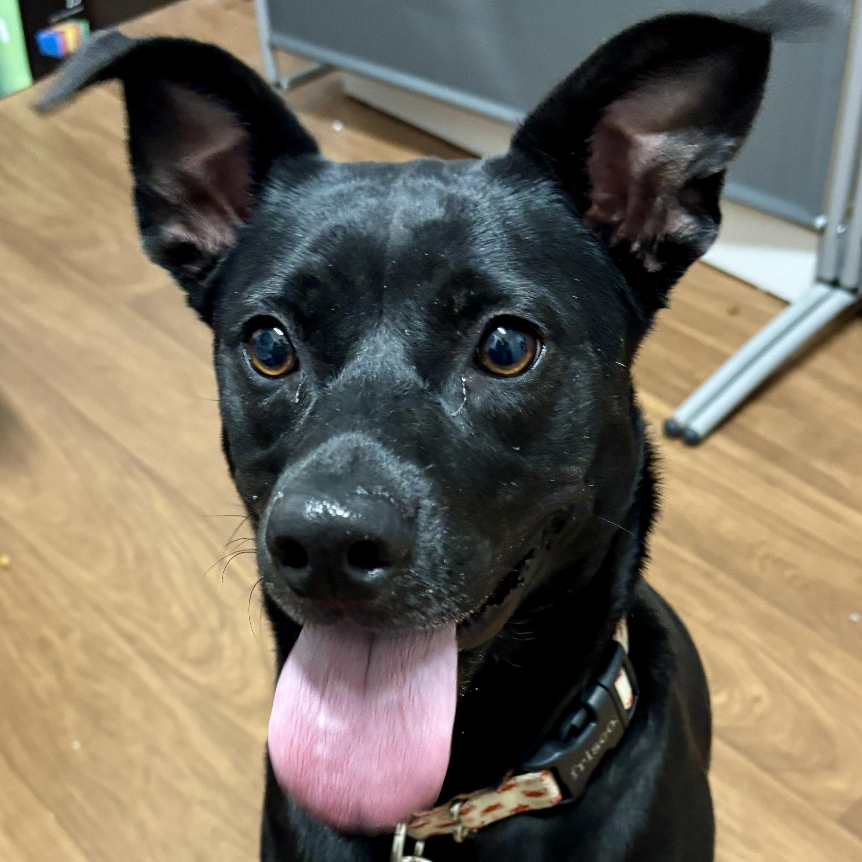 Nala (148921) (In a Foster Home), Adoptable, Young Female Mixed Breed.