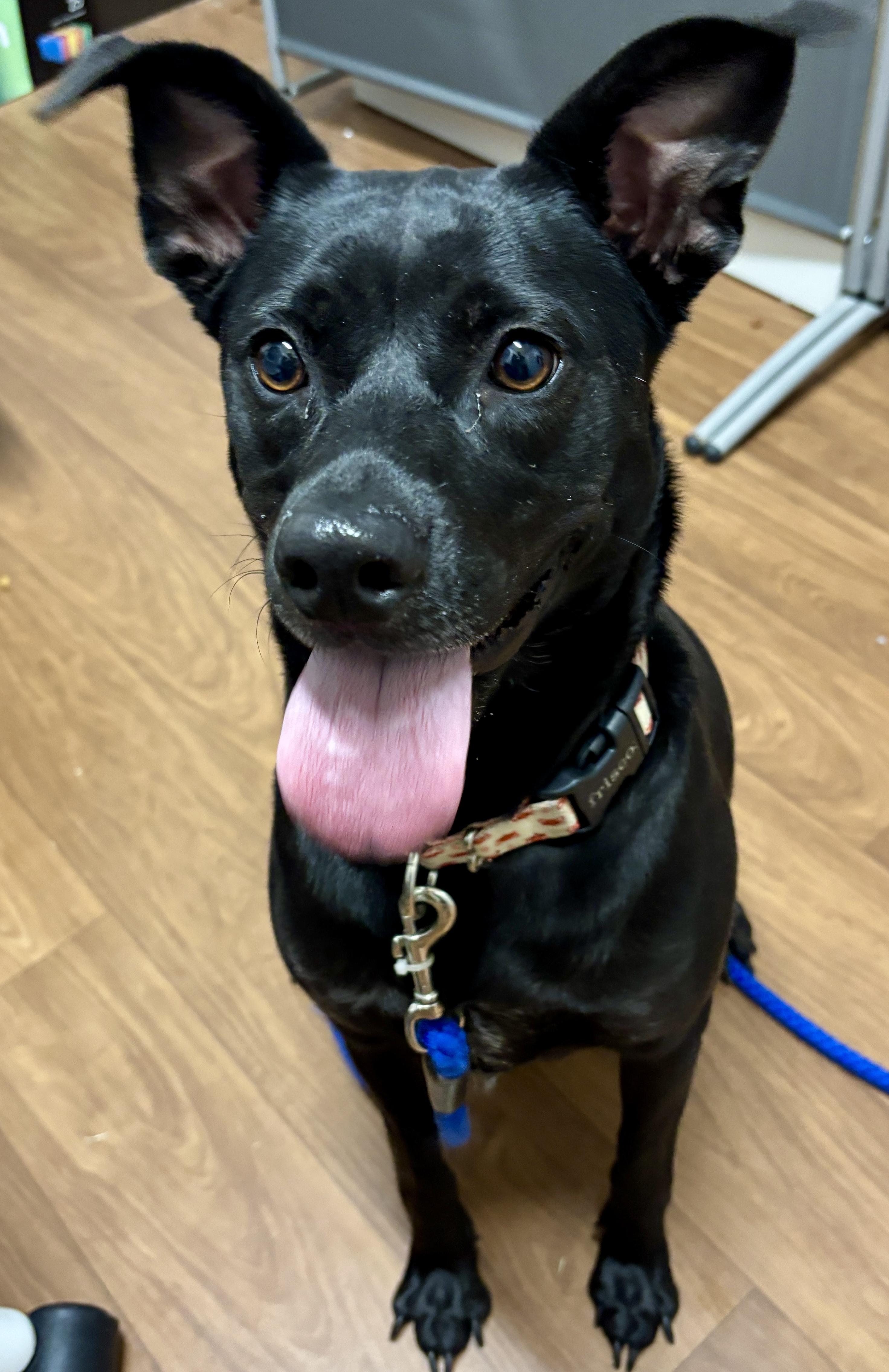 Nala (148921) (In a Foster Home)