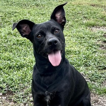 Nala (148921) (In a Foster Home), Adoptable, Young Female Mixed Breed.