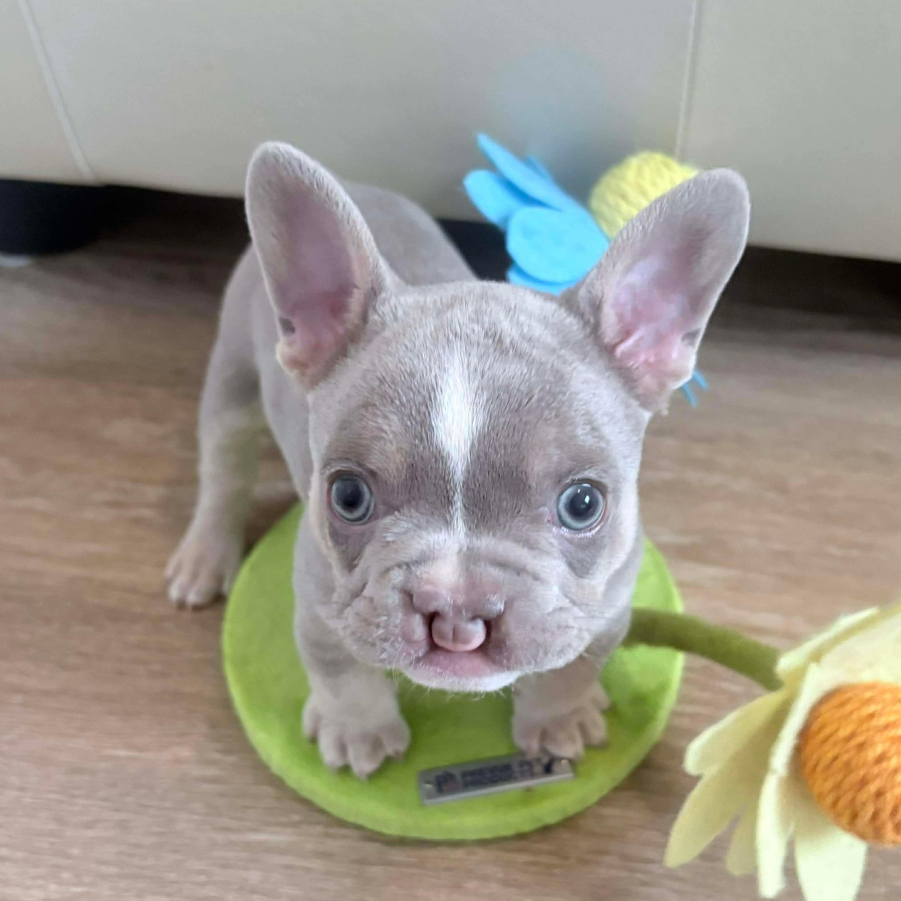 Colt, an adoption pending French Bulldog in Rochester, NY image 3/4