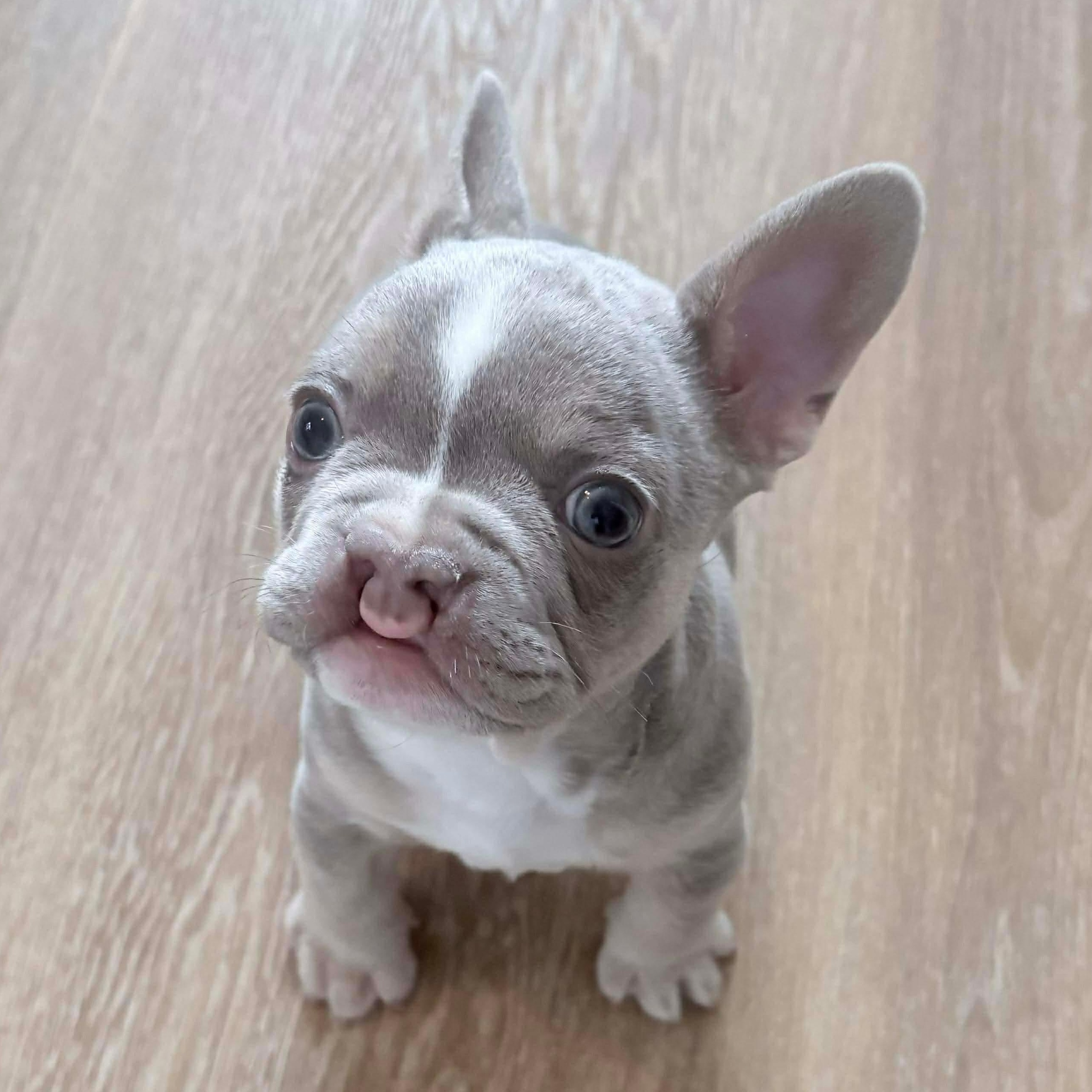 Colt, an adoption pending French Bulldog in Rochester, NY image 4/4
