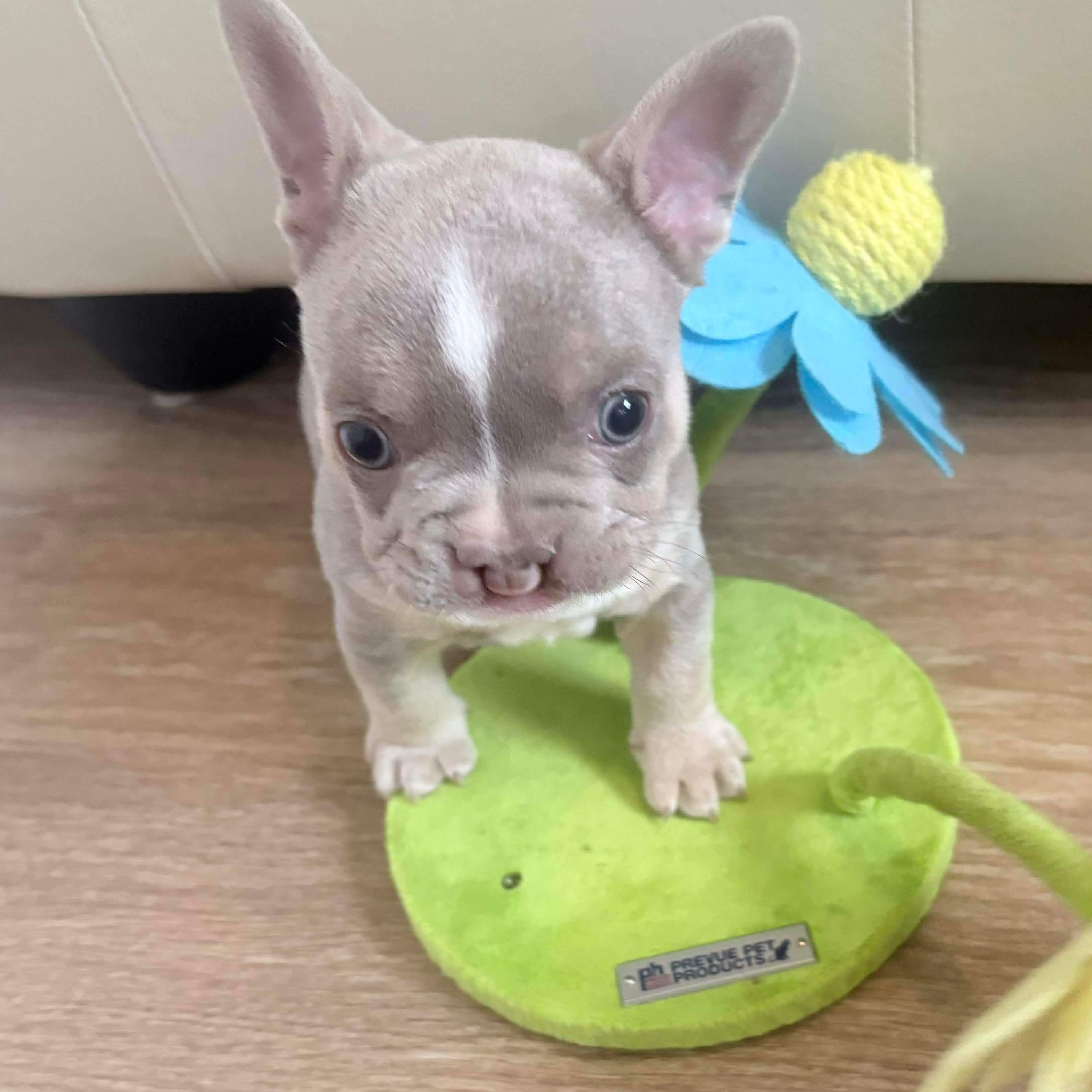 Colt, an adoption pending French Bulldog in Rochester, NY image 2/4