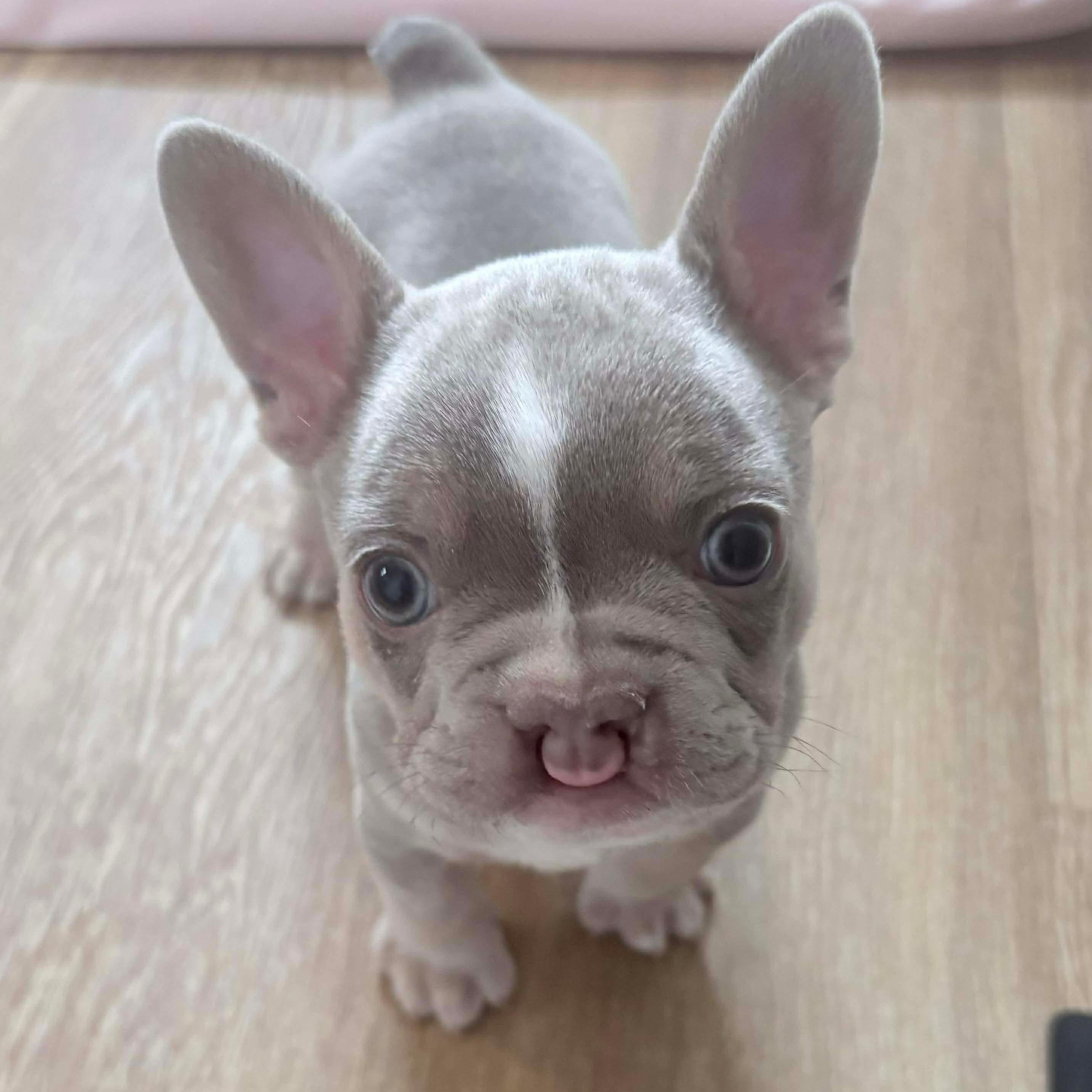 Colt, an adoption pending French Bulldog in Rochester, NY image 1/4