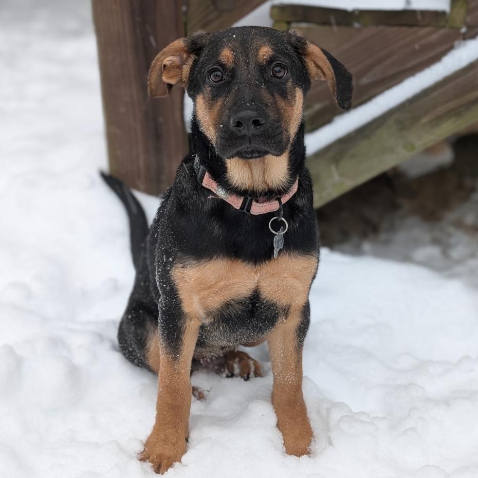 Enlarge Turner, a Adoptable Hound in La Grange, KY image 2/6