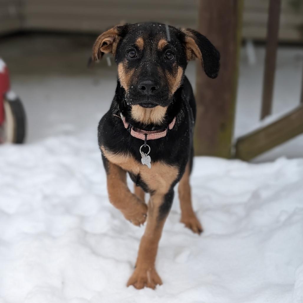 Turner, Adoptable, Puppy Male Hound.