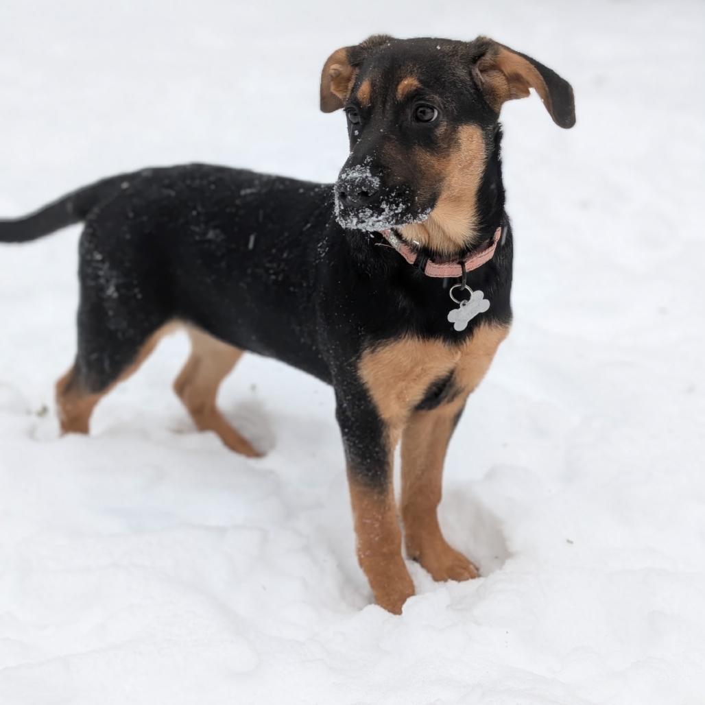 Enlarge Turner, a Adoptable Hound in La Grange, KY image 5/6