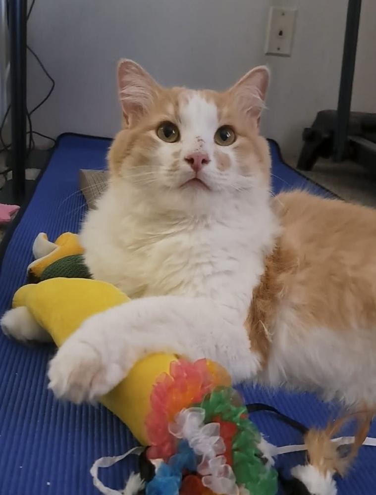 Valentino Von Floof, Adoptable, Adult Male Domestic Medium Hair.