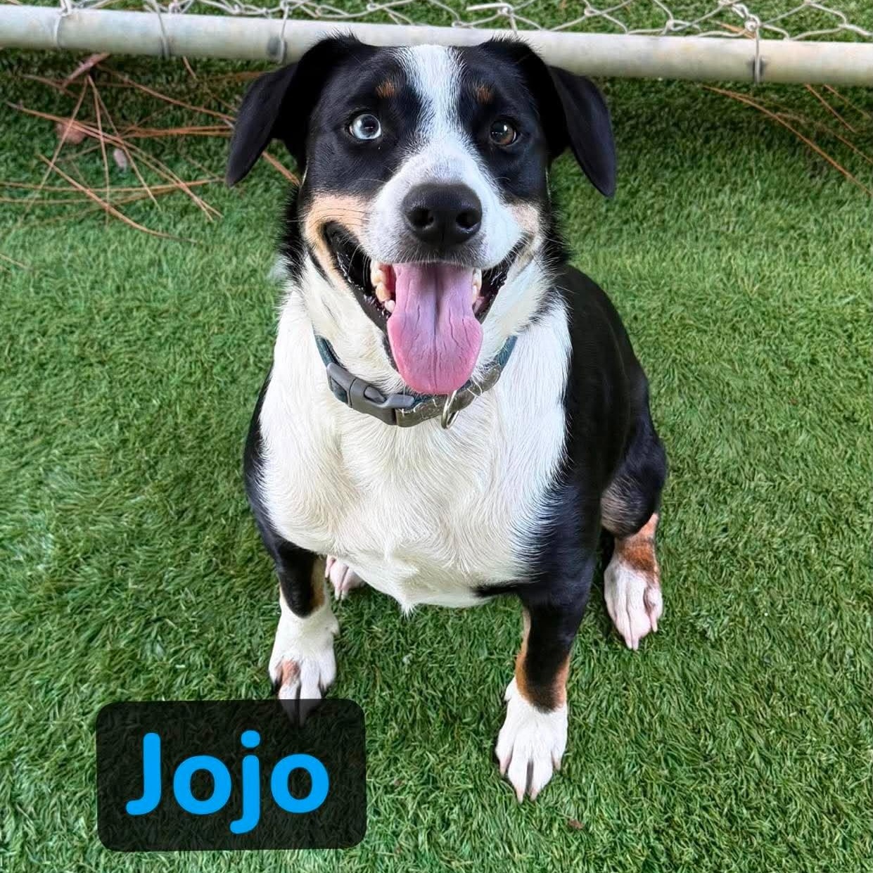 Joe Joe, Adoptable, Young Male Corgi.