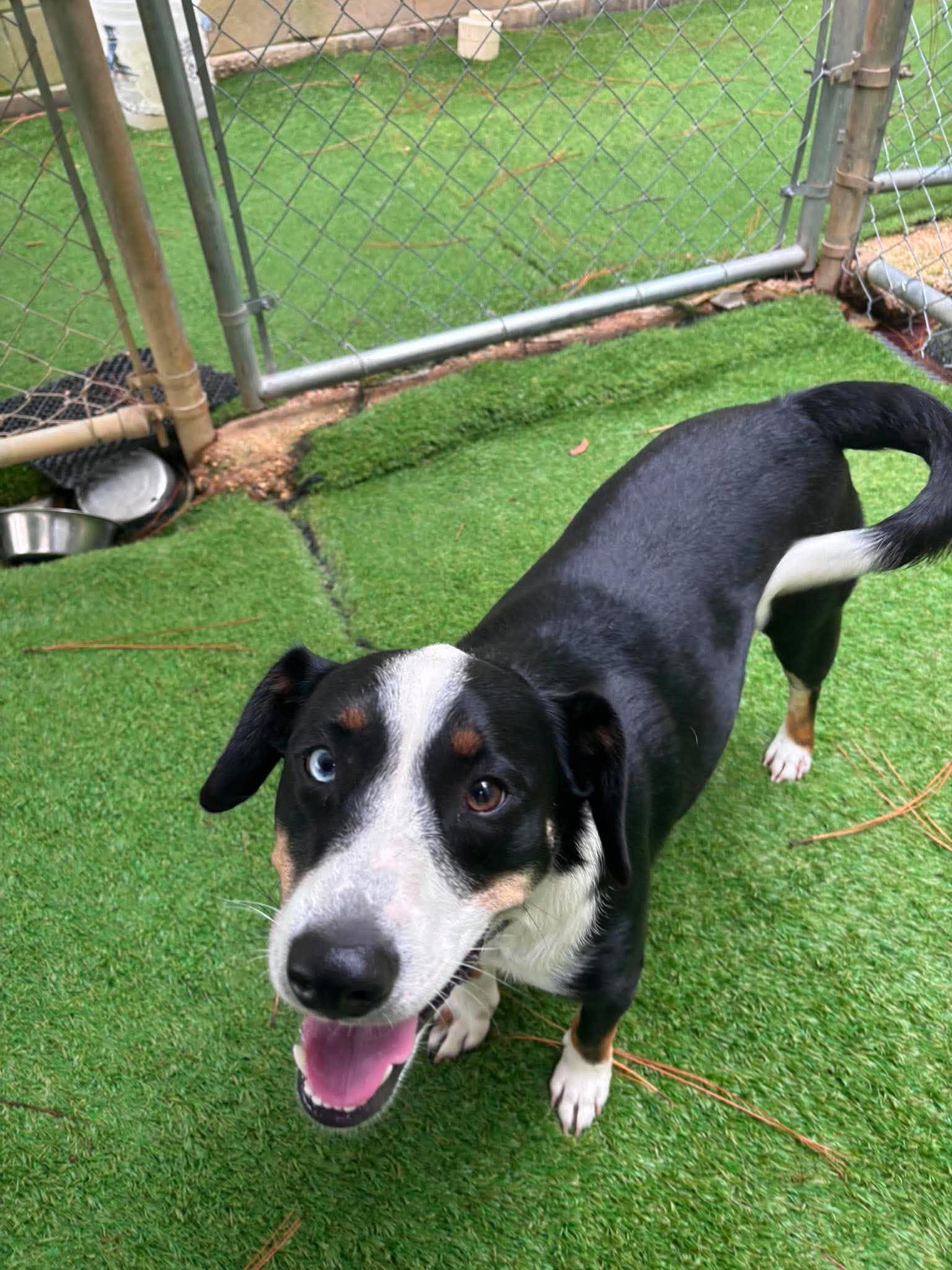 Enlarge Joe Joe, a Adoptable mixed breed in South Amboy, NJ image 3/5