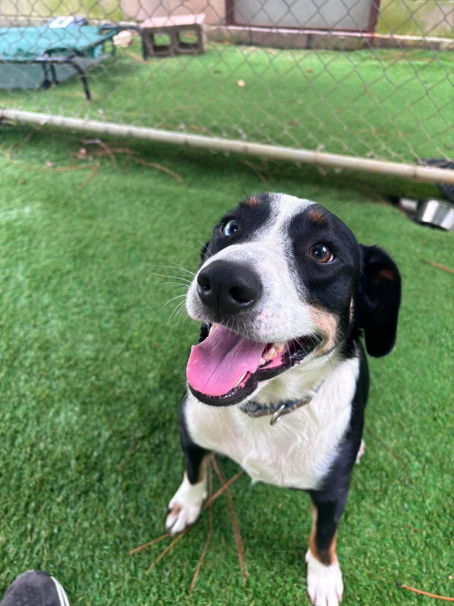 Enlarge Joe Joe, a Adoptable mixed breed in South Amboy, NJ image 2/5