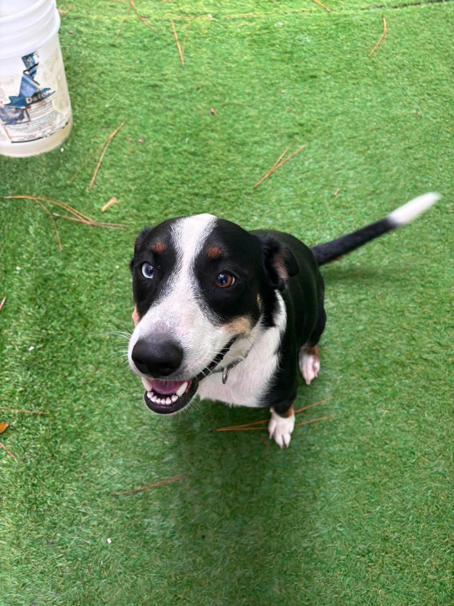Enlarge Joe Joe, a Adoptable mixed breed in South Amboy, NJ image 4/5