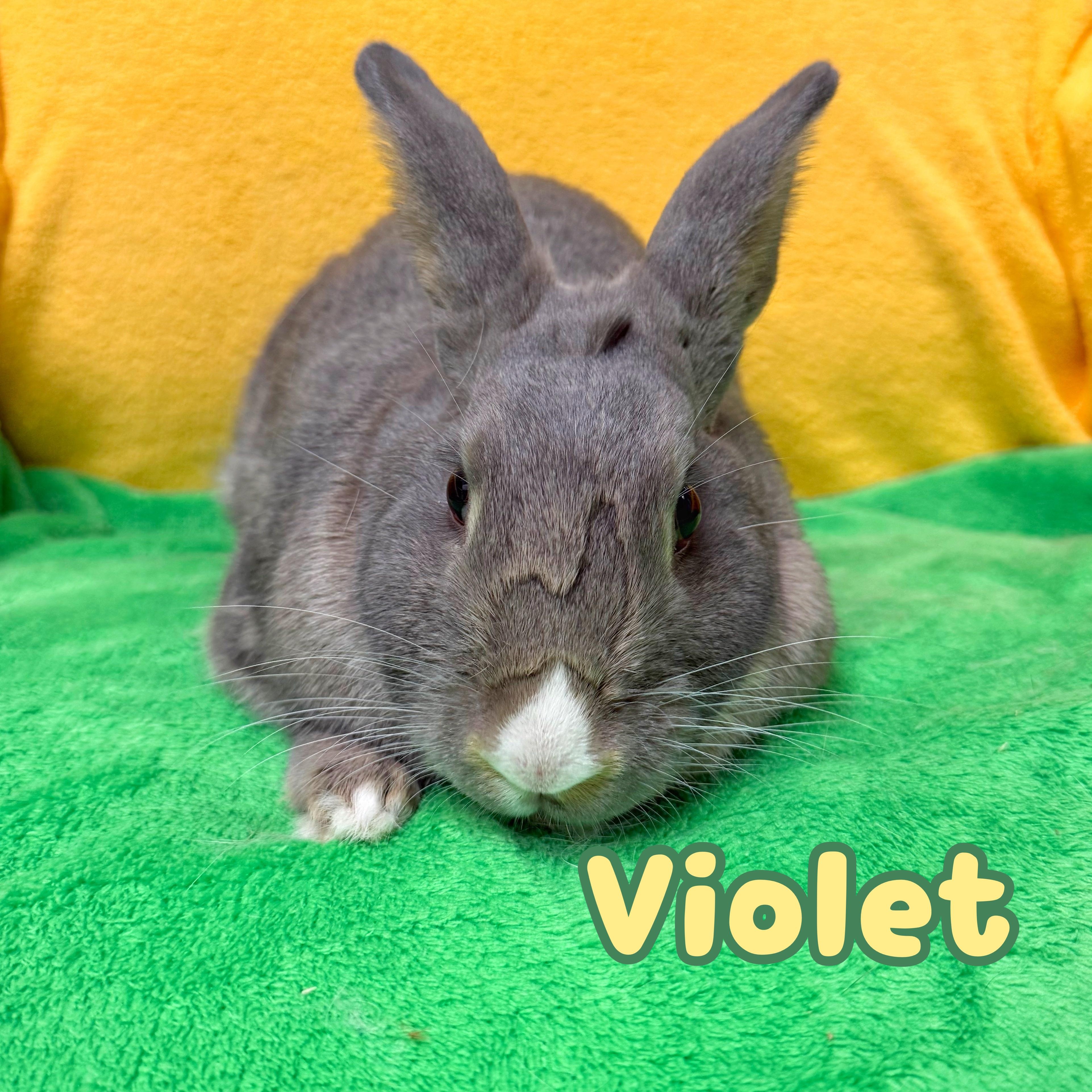 Violet, ADOPTABLE, Adult Female Bunny Rabbit.