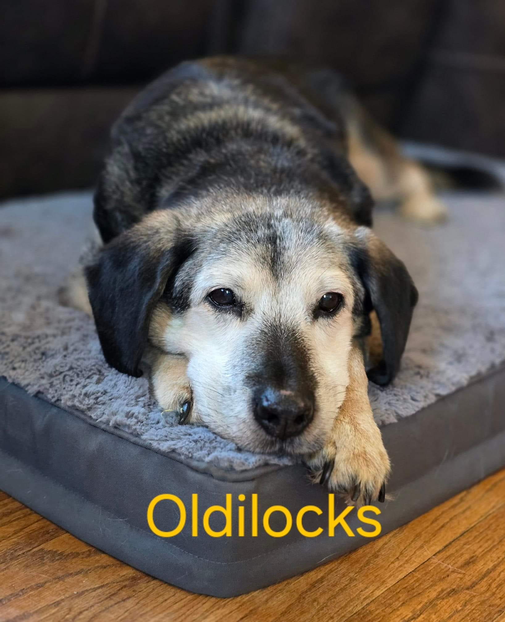 Oldilocks photo 4