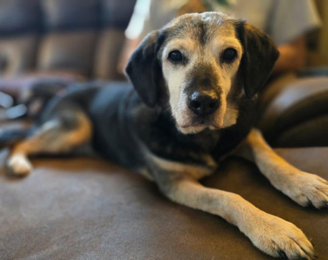 Oldilocks, Senior Female Beagle
