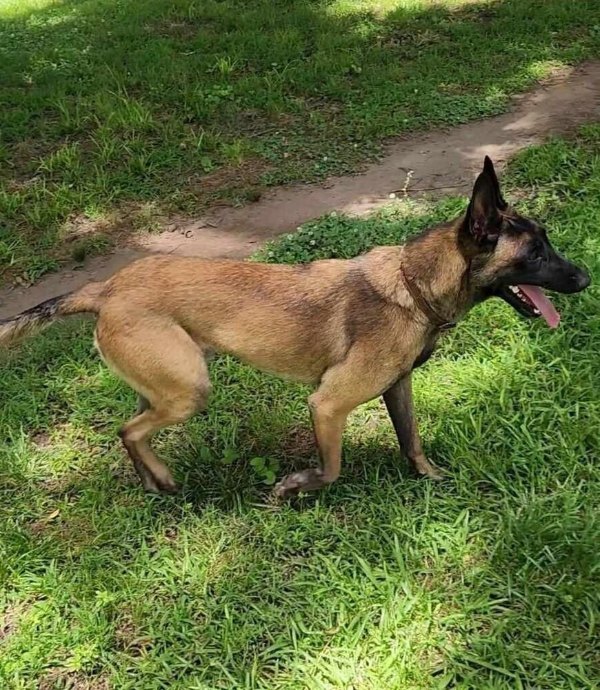 Enlarge Justice, a Adoptable Belgian Shepherd / Malinois in Gillsville, GA image 1/6