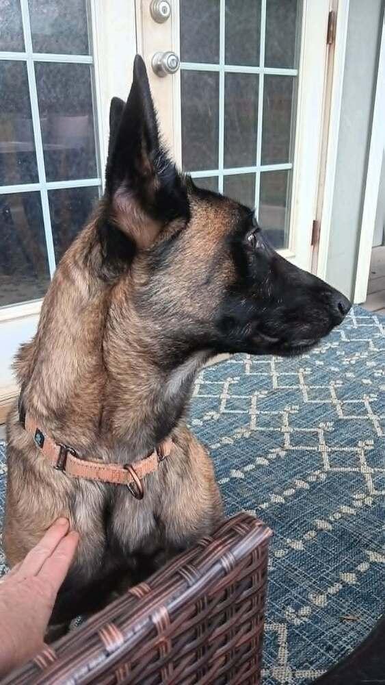 Enlarge Justice, a Adoptable Belgian Shepherd / Malinois in Gillsville, GA image 2/6