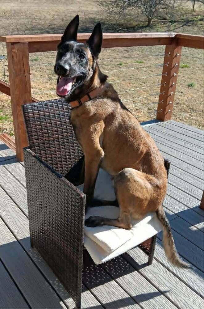 Enlarge Justice, a Adoptable Belgian Shepherd / Malinois in Gillsville, GA image 3/6