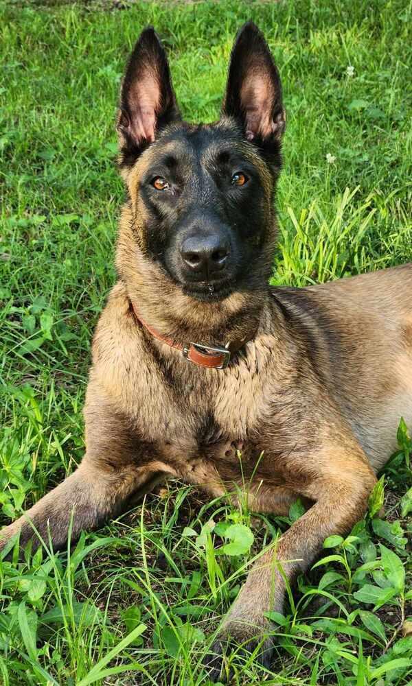 Enlarge Justice, a Adoptable Belgian Shepherd / Malinois in Gillsville, GA image 4/6