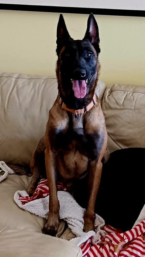 Enlarge Justice, a Adoptable Belgian Shepherd / Malinois in Gillsville, GA image 5/6