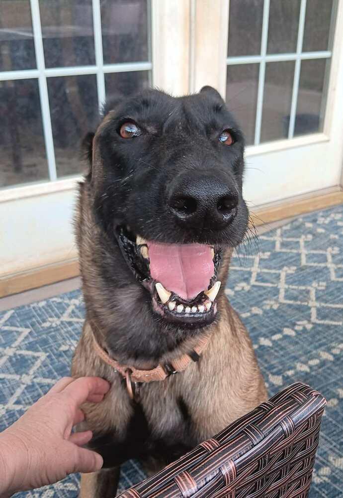Enlarge Justice, a Adoptable Belgian Shepherd / Malinois in Gillsville, GA image 6/6